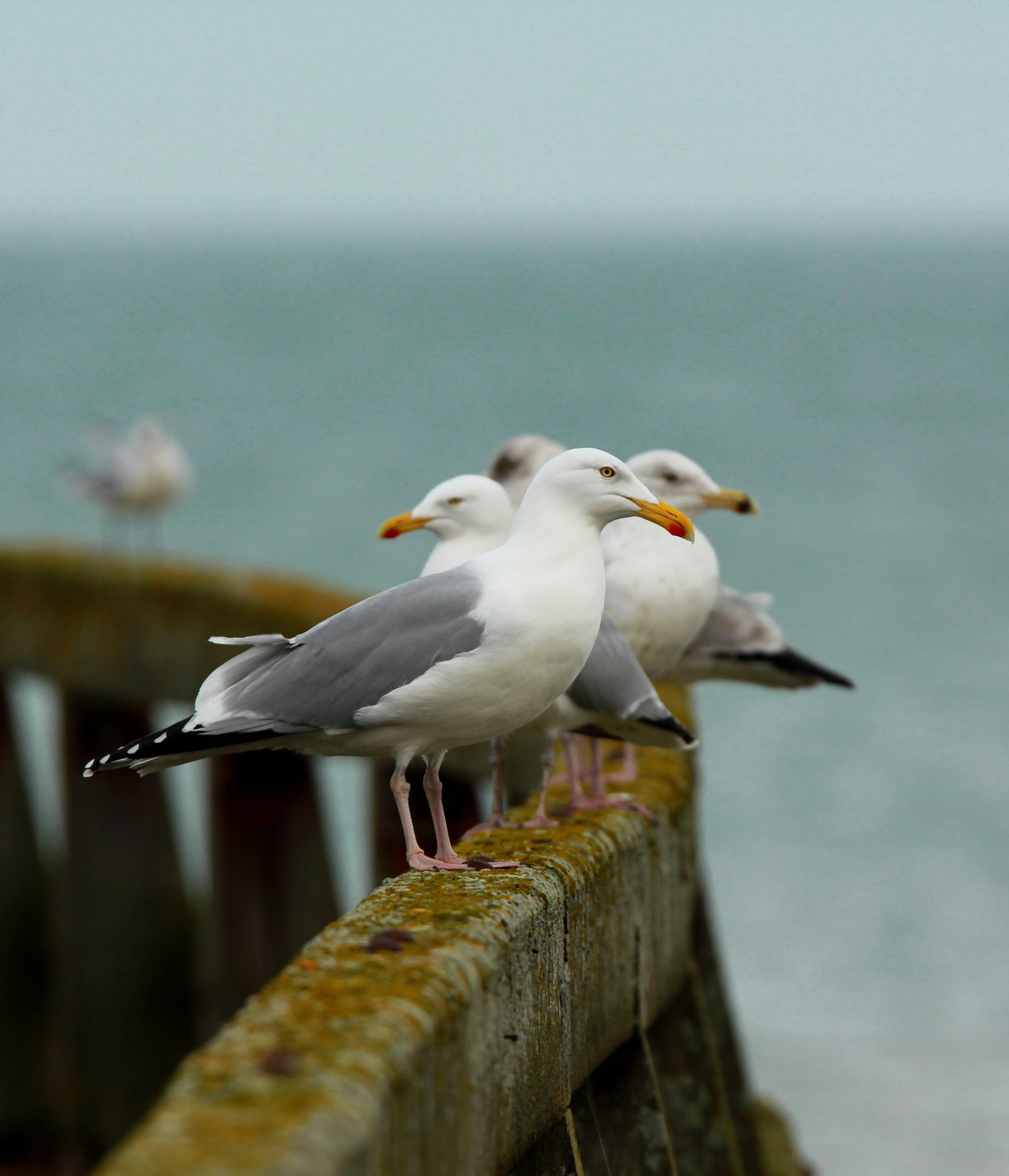 Sigma 150-600mm F5-6.3 DG OS HSM | S sample photo. Mouettes photography