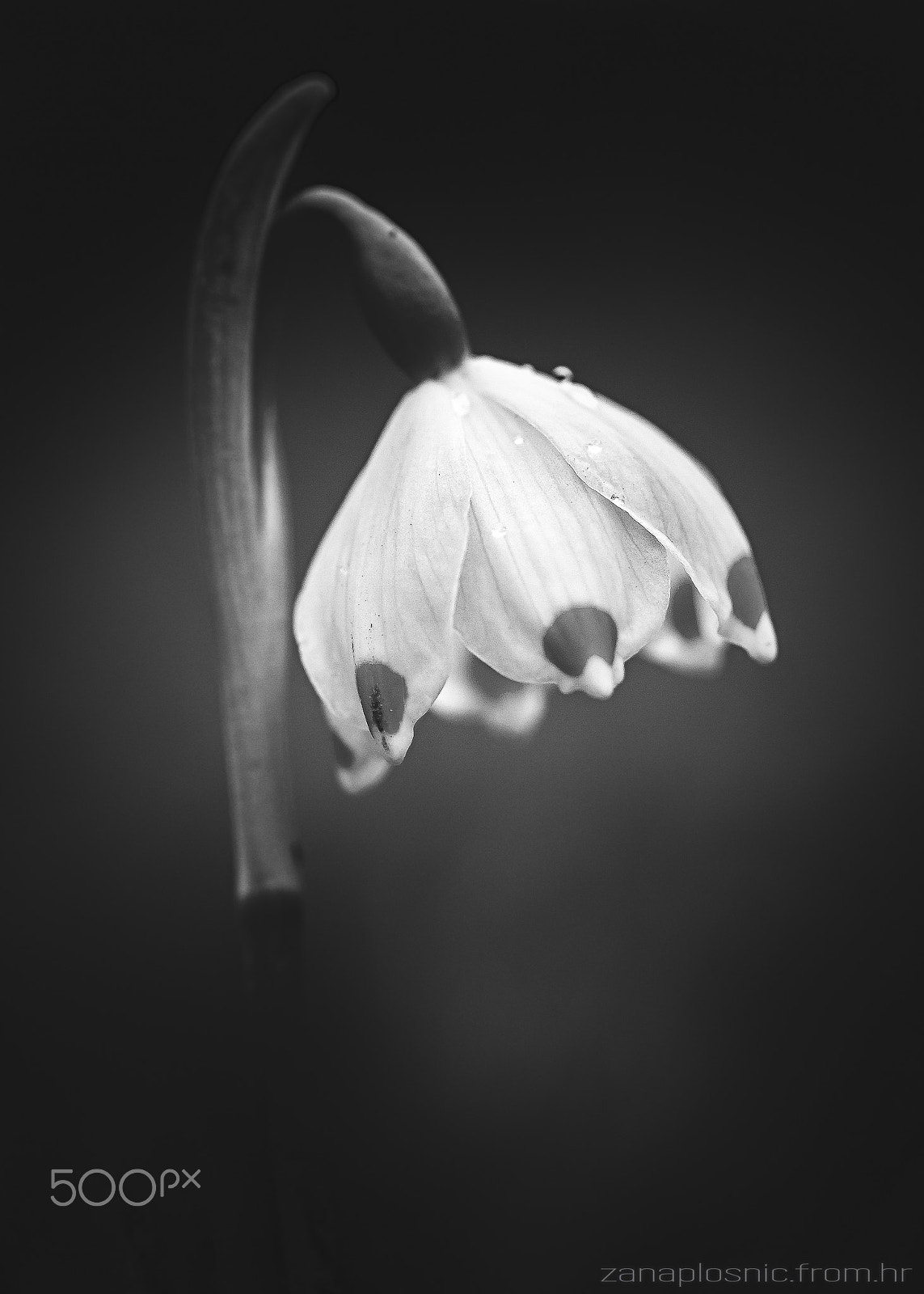 Sigma 105mm F2.8 EX DG OS HSM sample photo. Spring crinoline photography