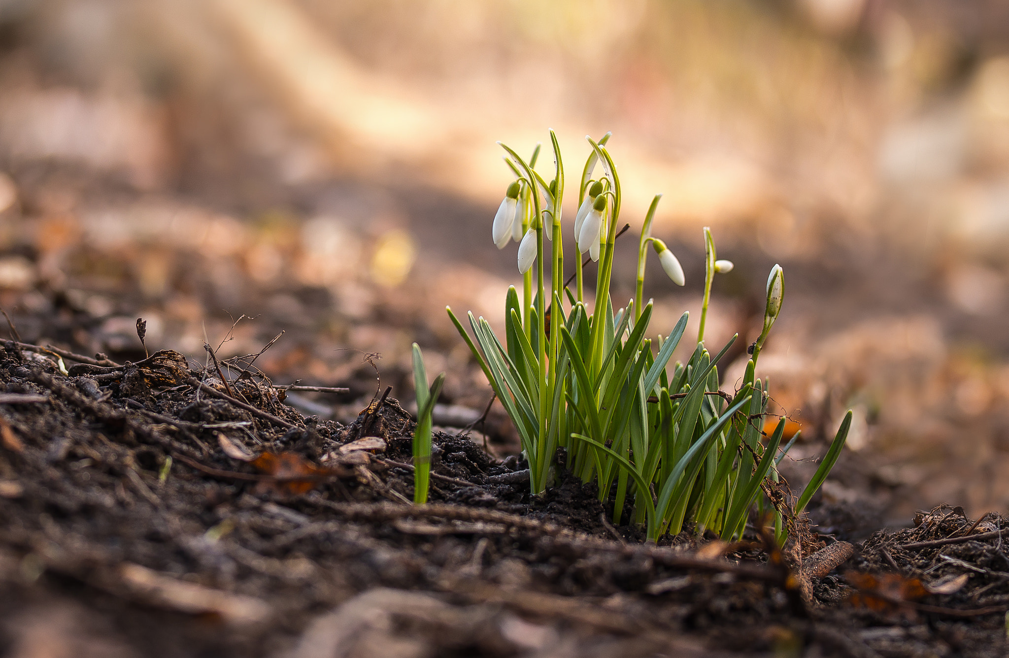 Canon EF-S 60mm F2.8 Macro USM sample photo. Snowdrops photography