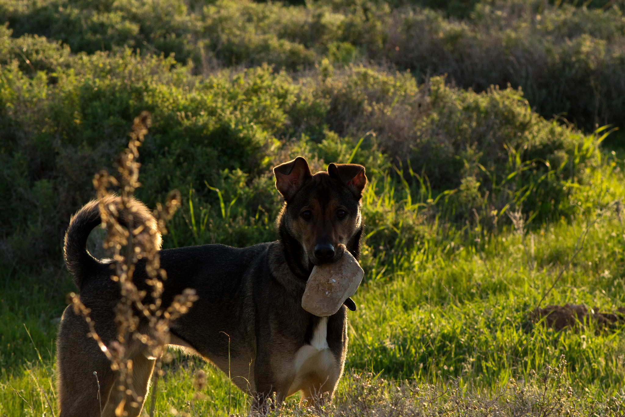 Canon EF 75-300mm f/4-5.6 USM sample photo. Dog photography