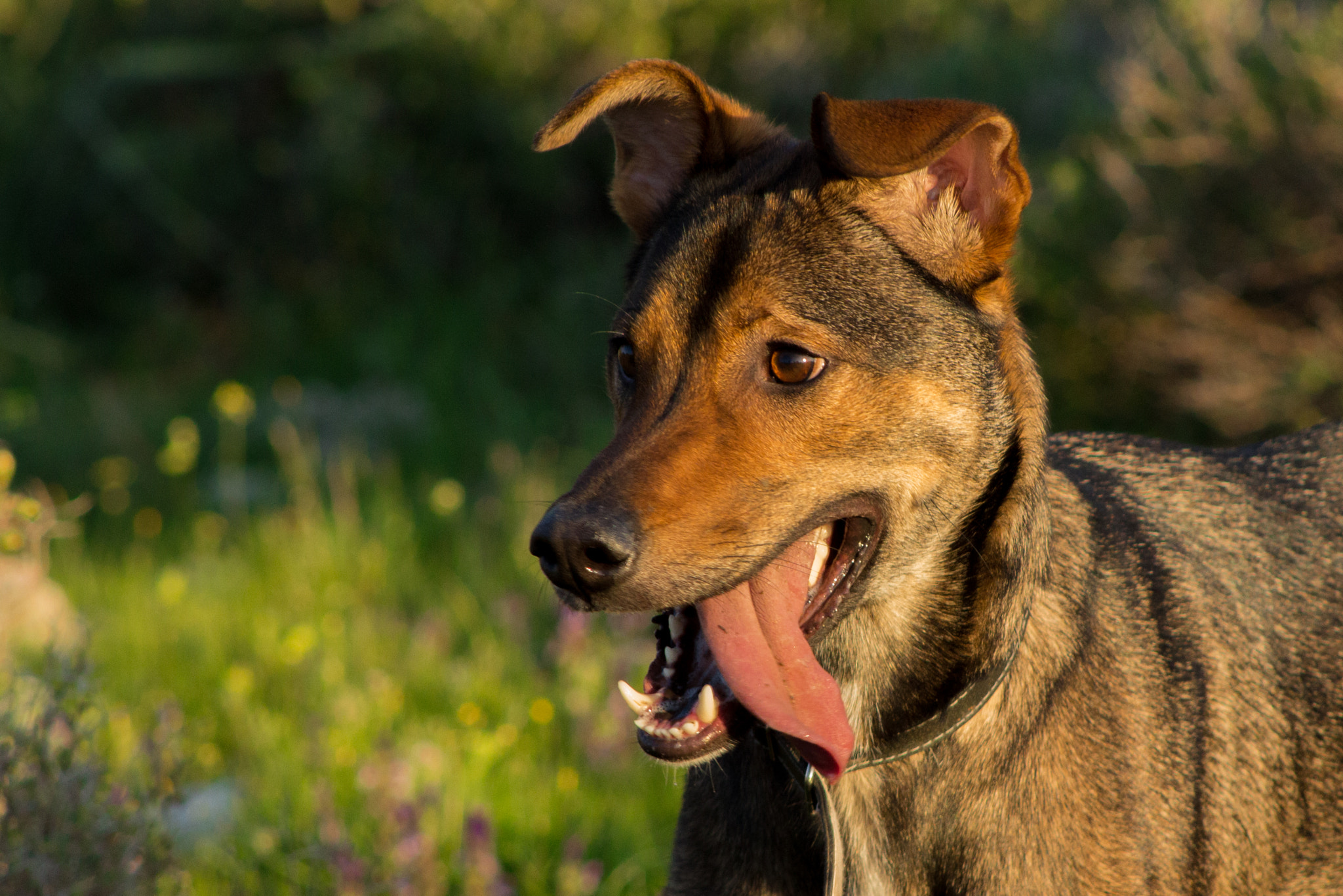 Canon EF 75-300mm f/4-5.6 USM sample photo. Dog photography