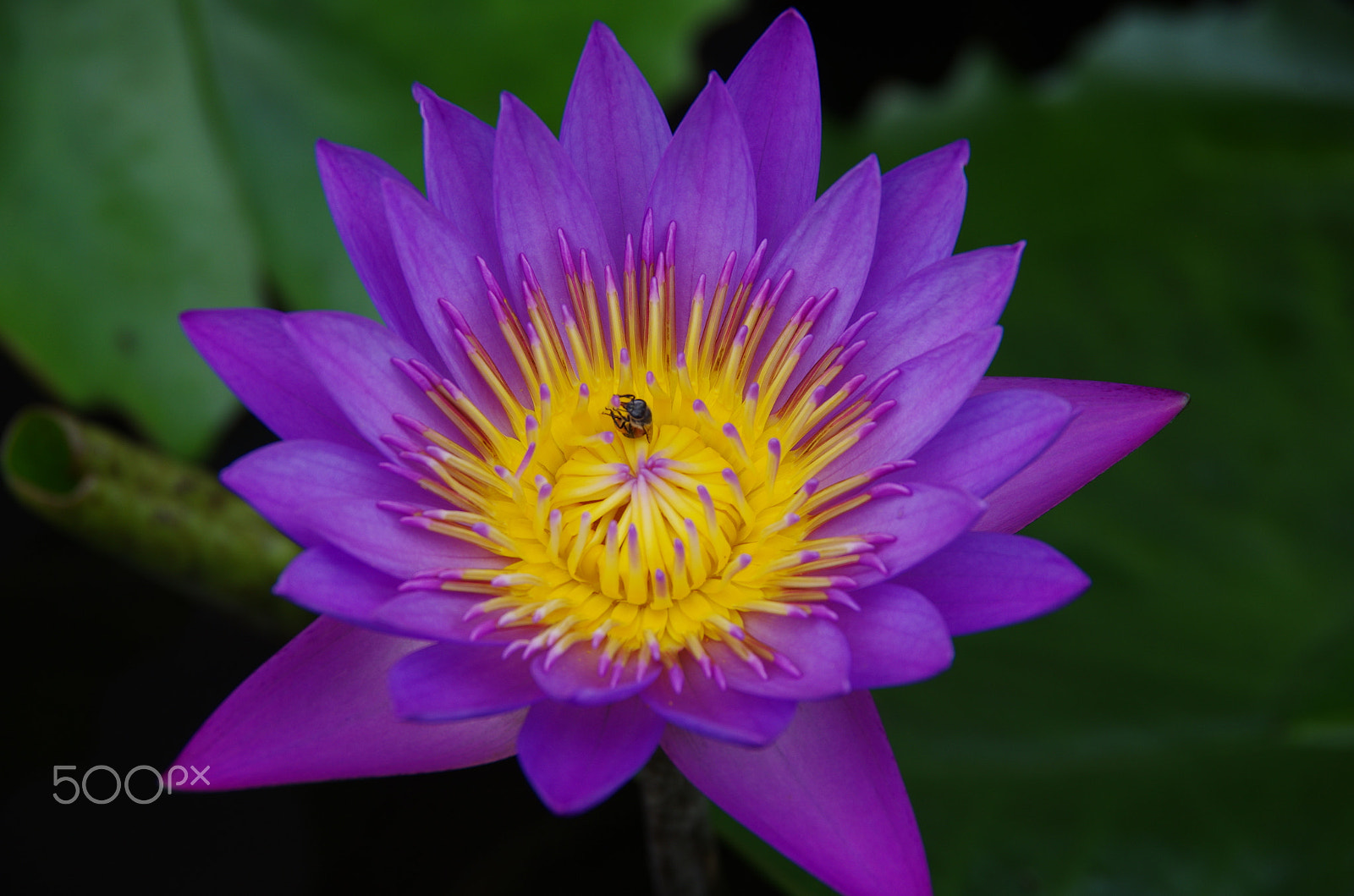Pentax K-5 sample photo. Honey trap photography
