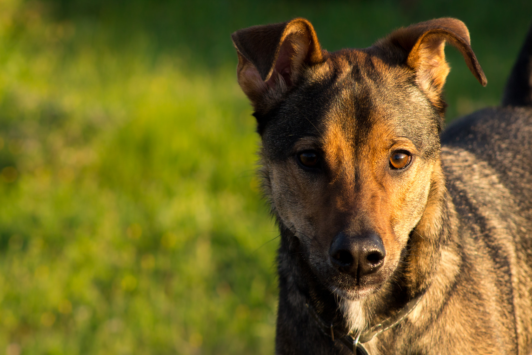 Canon EF 75-300mm f/4-5.6 USM sample photo. Dog photography