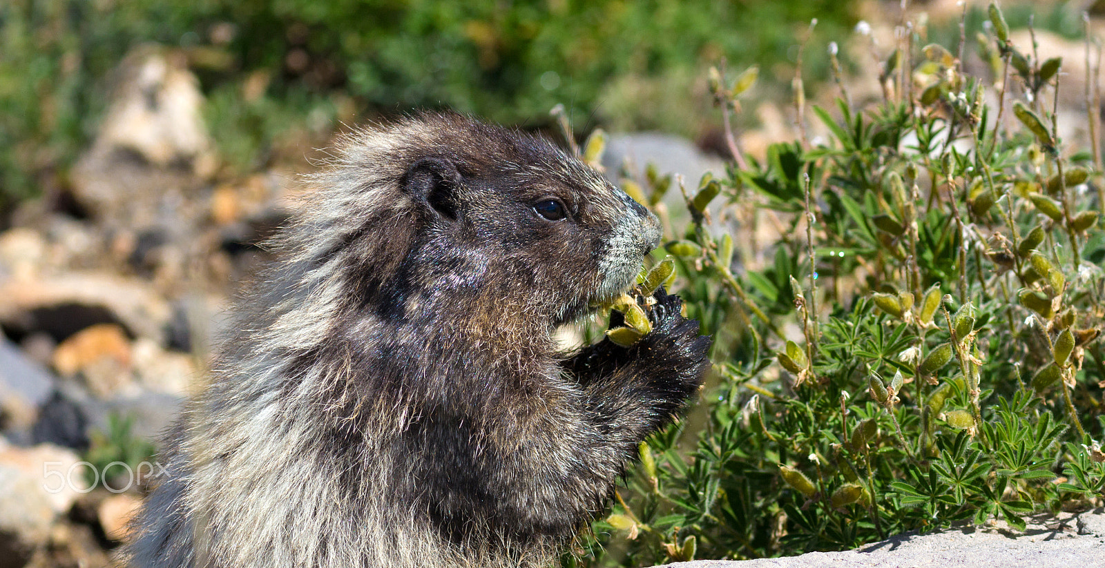 Canon EOS 60D sample photo. Marmot feeding on plants photography