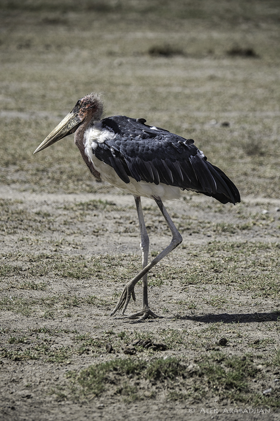 Nikon D5 sample photo. The hermit photography