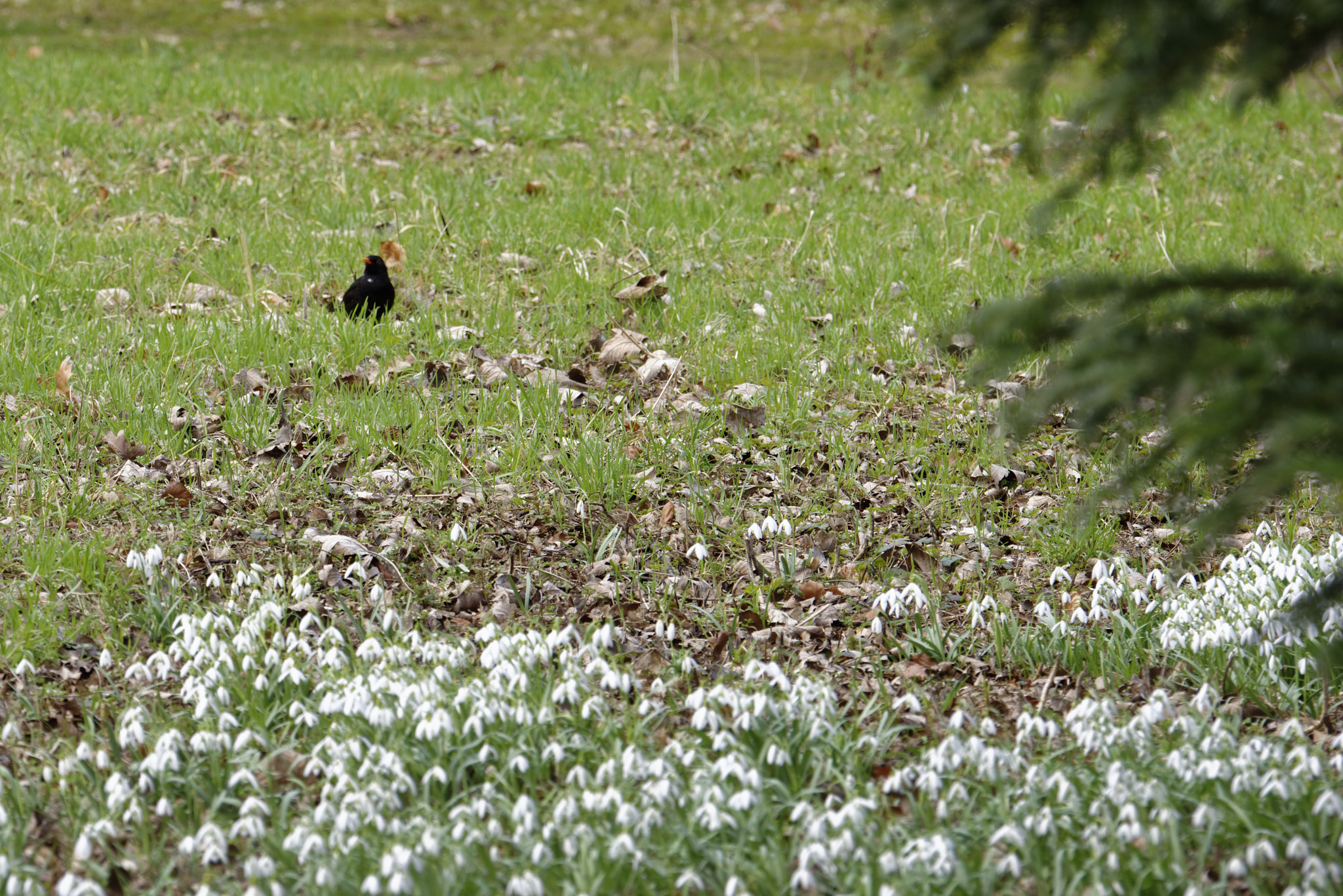 Nikon D810 sample photo. Schneeglökchen in von alten garten,hannover. photography