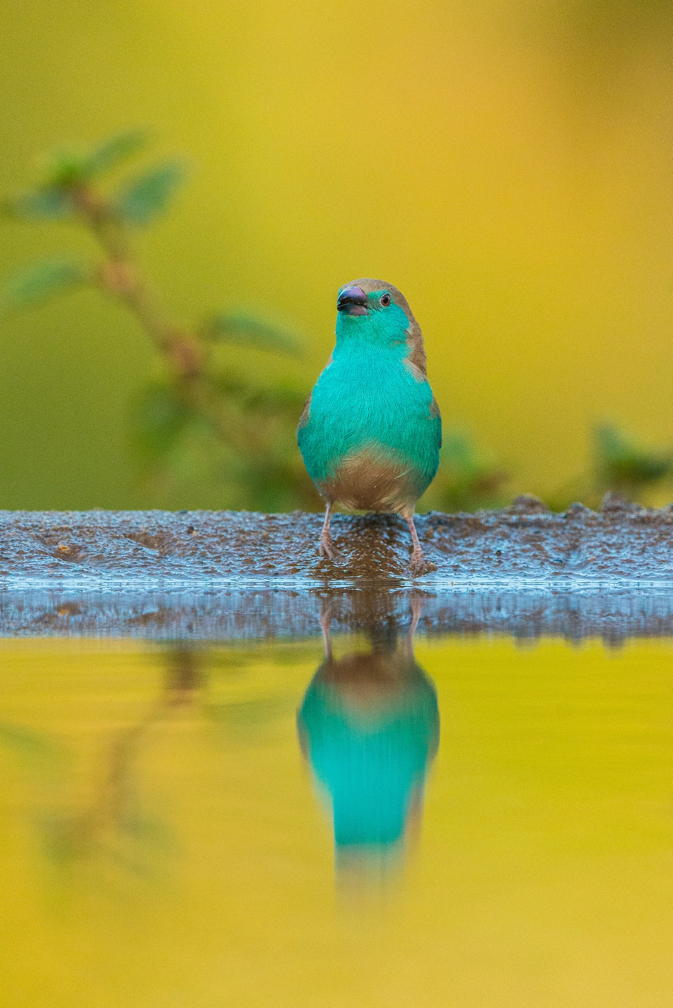 Nikon D800E + Nikon AF-S Nikkor 500mm F4G ED VR sample photo. Blue waxbill photography