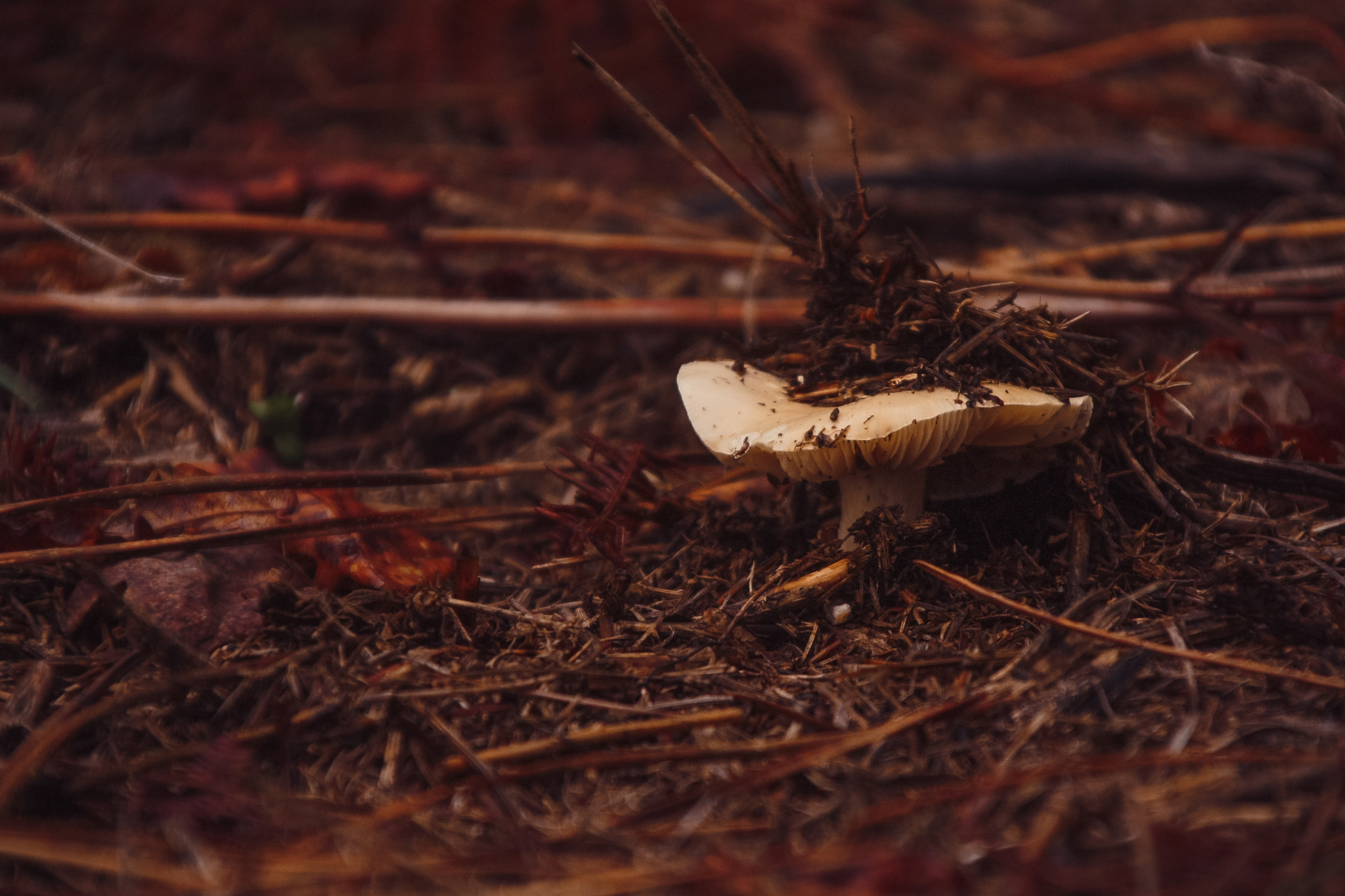 Canon EOS 450D (EOS Rebel XSi / EOS Kiss X2) + Canon TS-E 90mm F2.8 Tilt-Shift sample photo. Shroom born photography