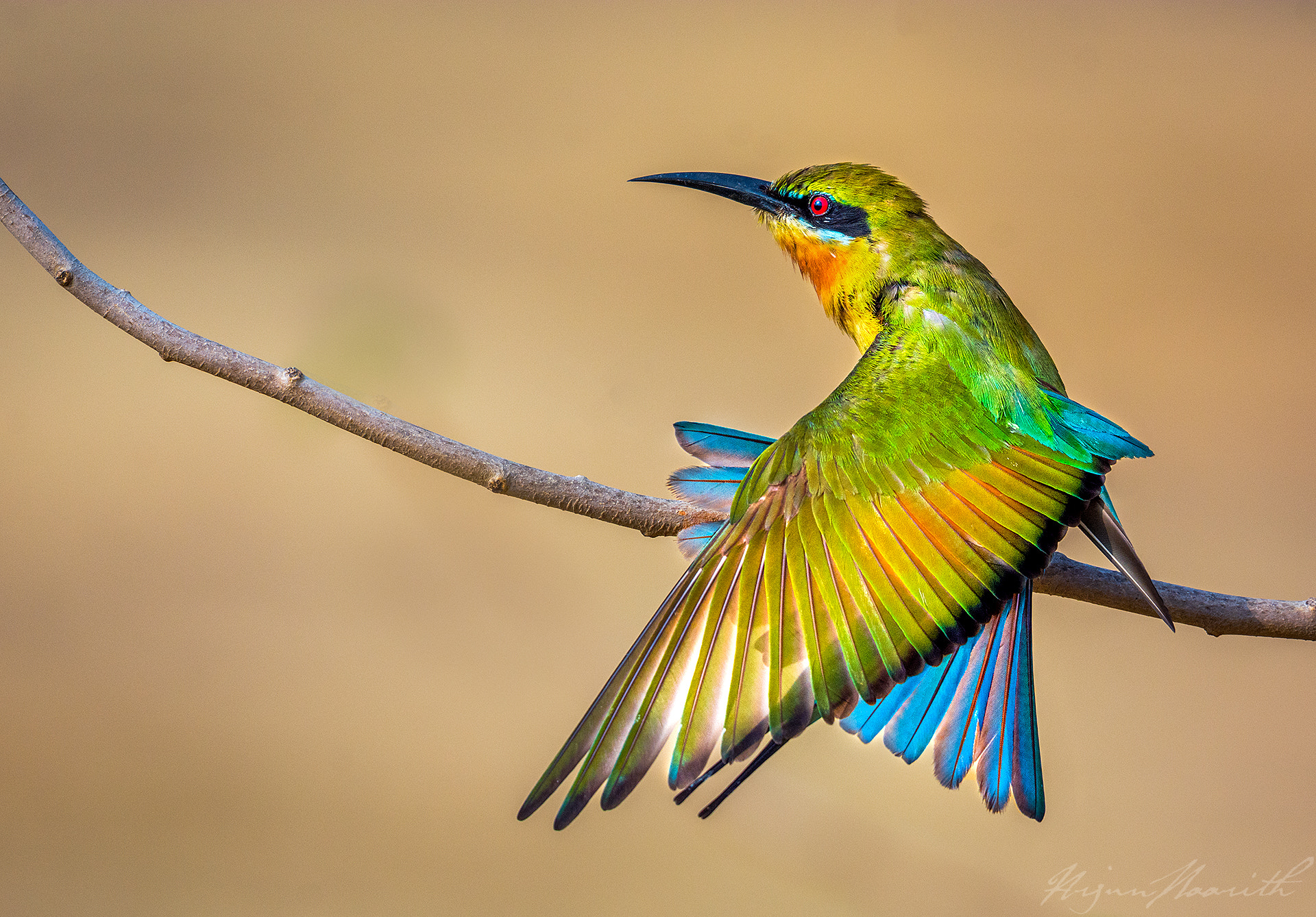 Nikon AF-S Nikkor 200-500mm F5.6E ED VR sample photo. Blue tailed bee eater photography