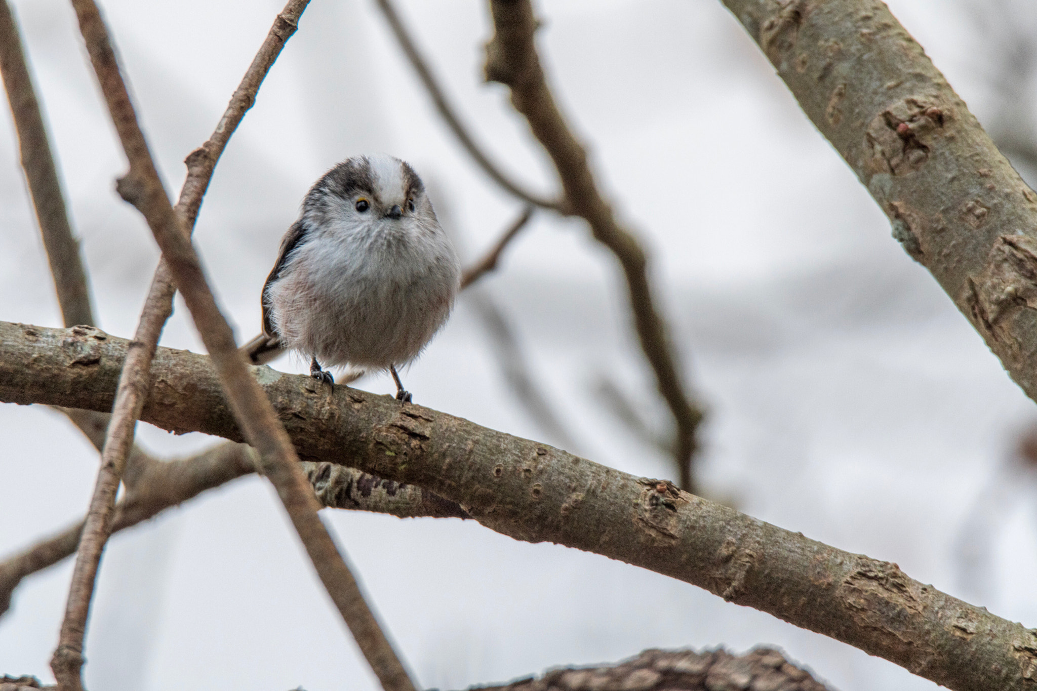 Tamron SP 150-600mm F5-6.3 Di VC USD sample photo. Untitled photography