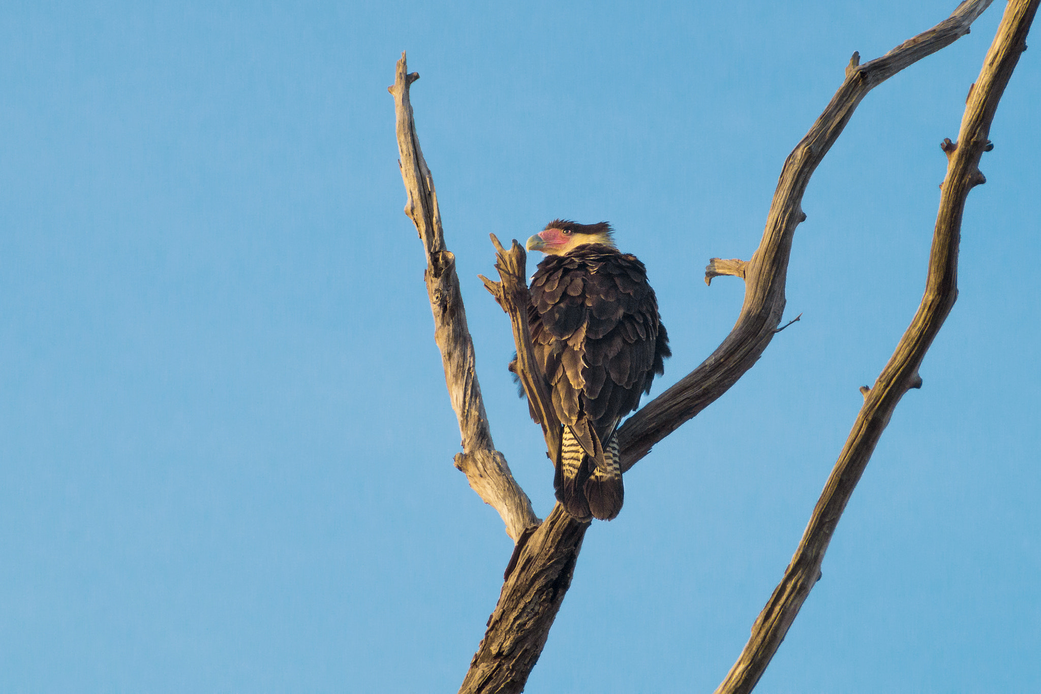 smc PENTAX-F 35-70mm F3.5-4.5 sample photo. Crested caracara photography