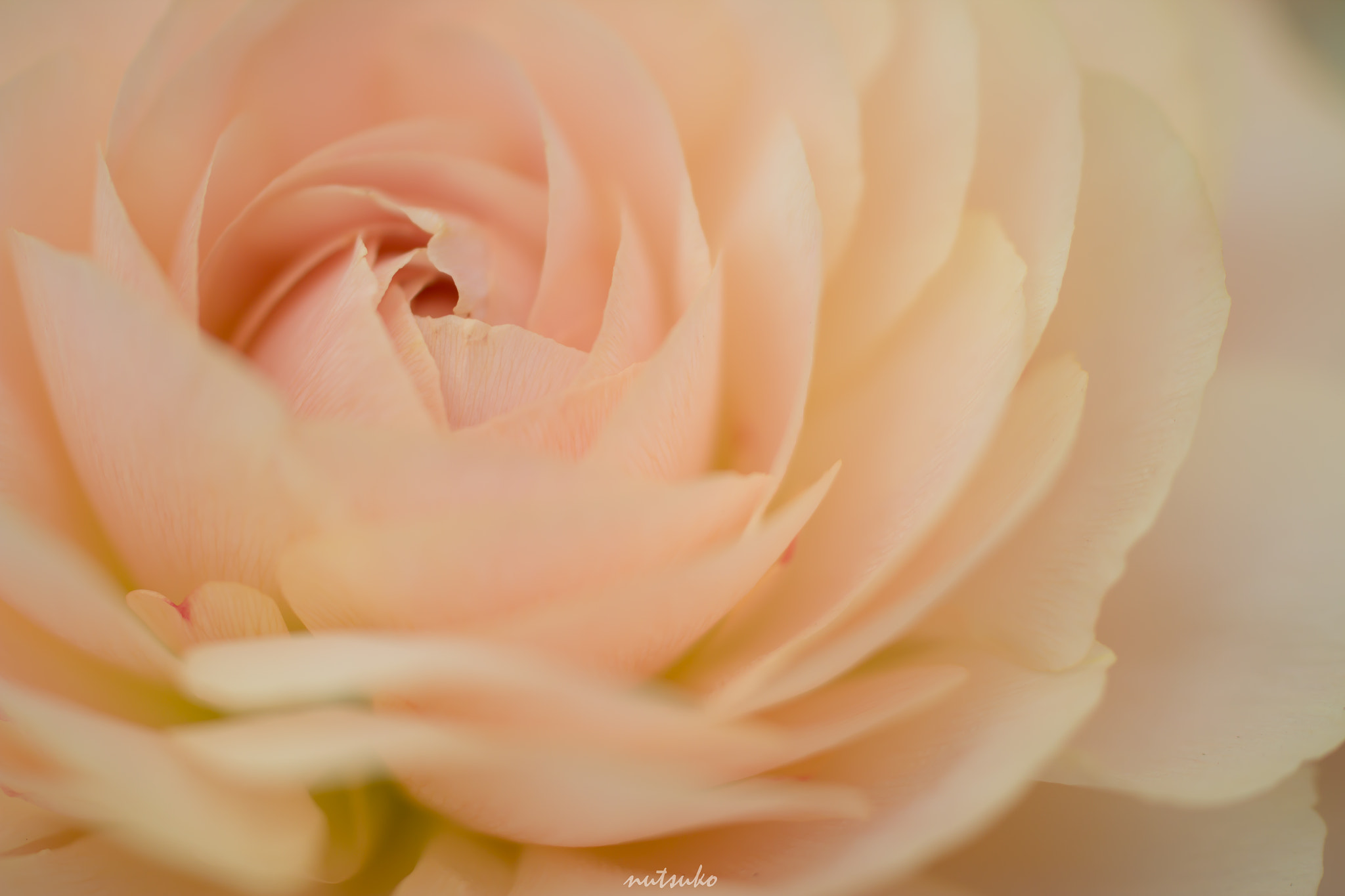 Canon EOS 600D (Rebel EOS T3i / EOS Kiss X5) + Tamron SP AF 60mm F2 Di II LD IF Macro sample photo. Ranunculus is blooming photography