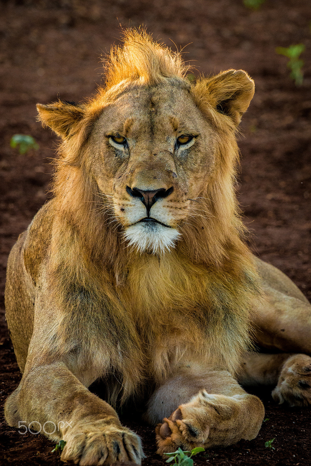 Nikon D800E + Nikon AF-S Nikkor 500mm F4G ED VR sample photo. Lion photography