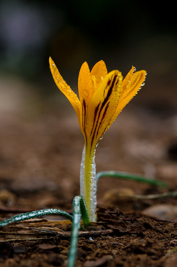 Pentax K20D + smc PENTAX-FA Macro 100mm F2.8 sample photo. Crocus photography