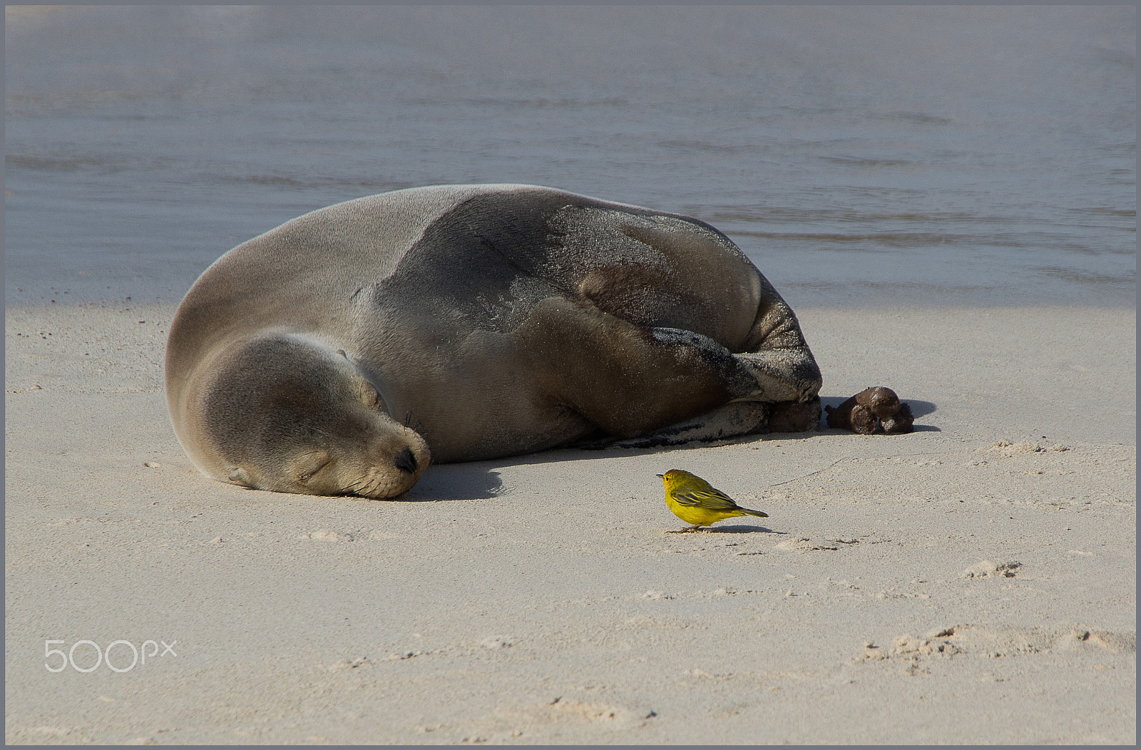 Pentax K-5 sample photo. Galapagos photography