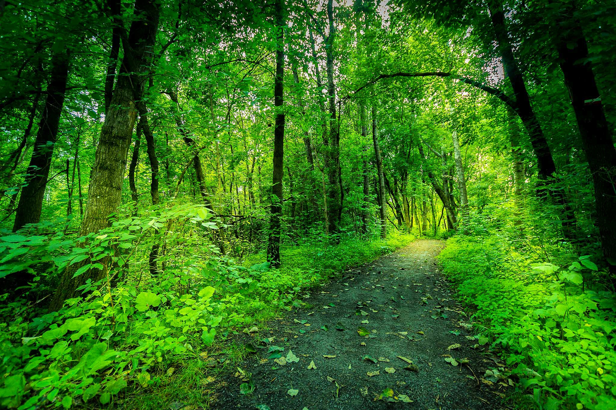 Sigma 10-20mm F3.5 EX DC HSM sample photo. Over the river and through the wood photography