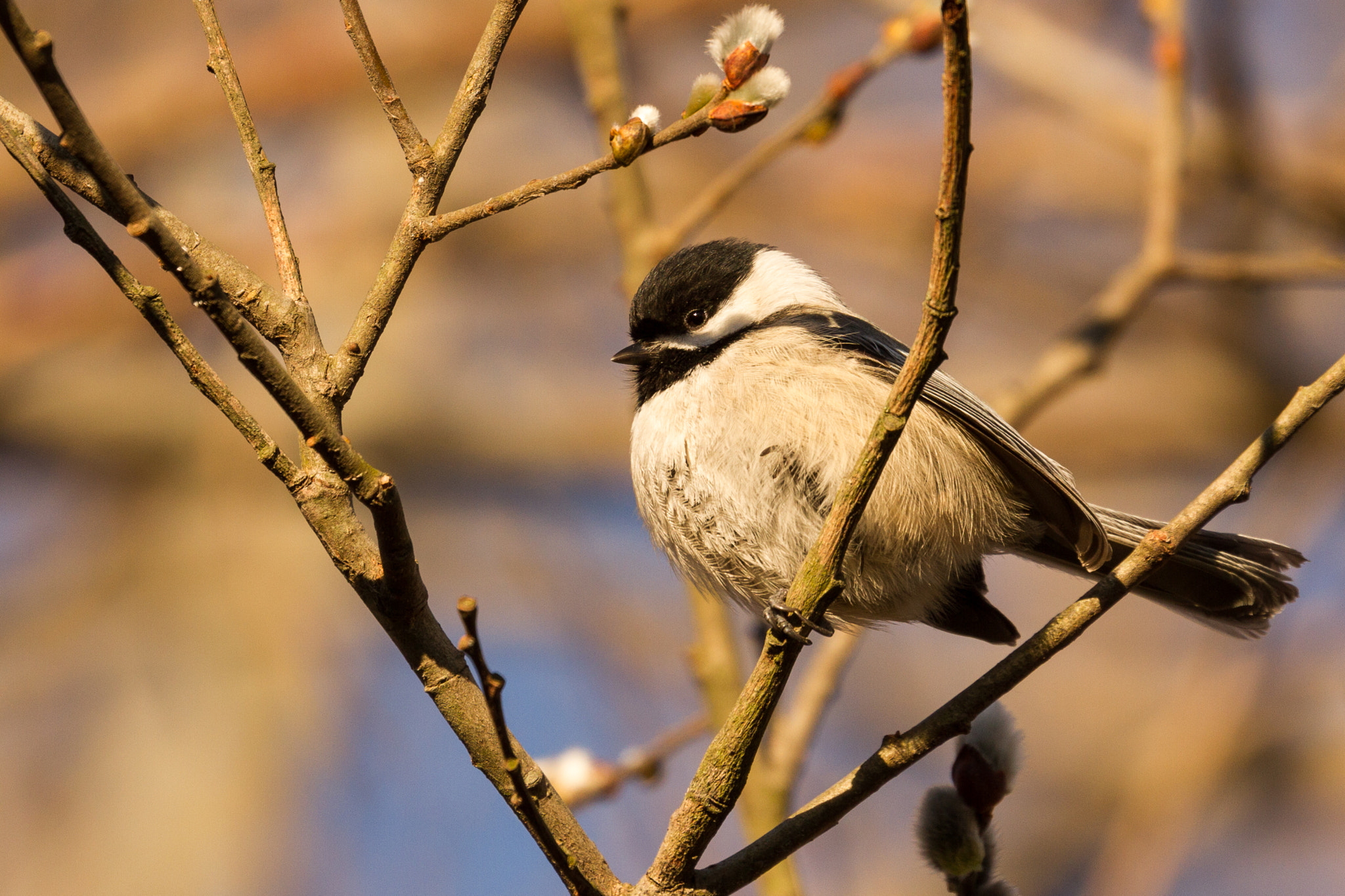 Canon EOS 7D + Canon EF 100-400mm F4.5-5.6L IS II USM sample photo. Black-capped chickadee in the edith g. read wildlife sanctuary in rye, new york photography