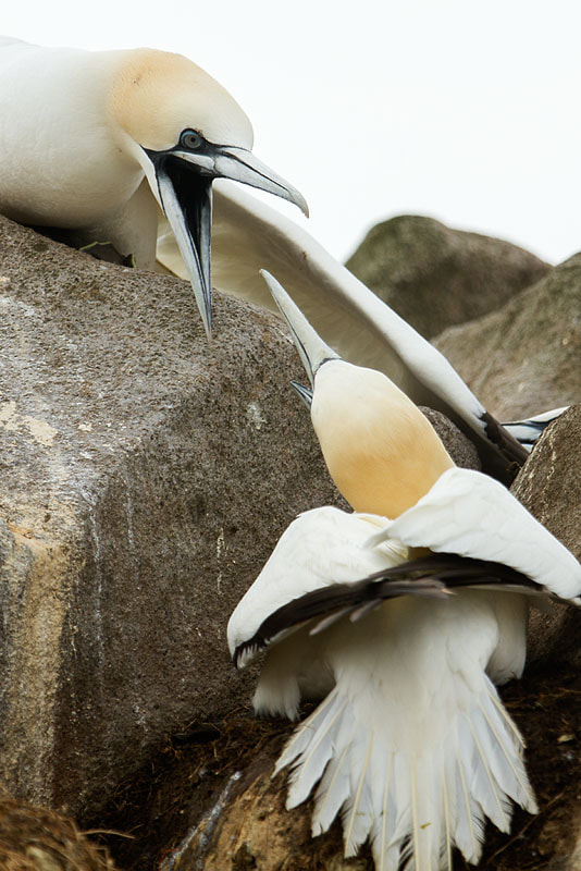 Canon EF 300mm F2.8L IS USM sample photo. Gannets photography