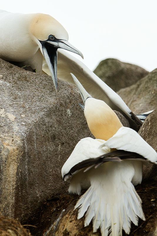 Canon EOS 7D sample photo. Gannets photography