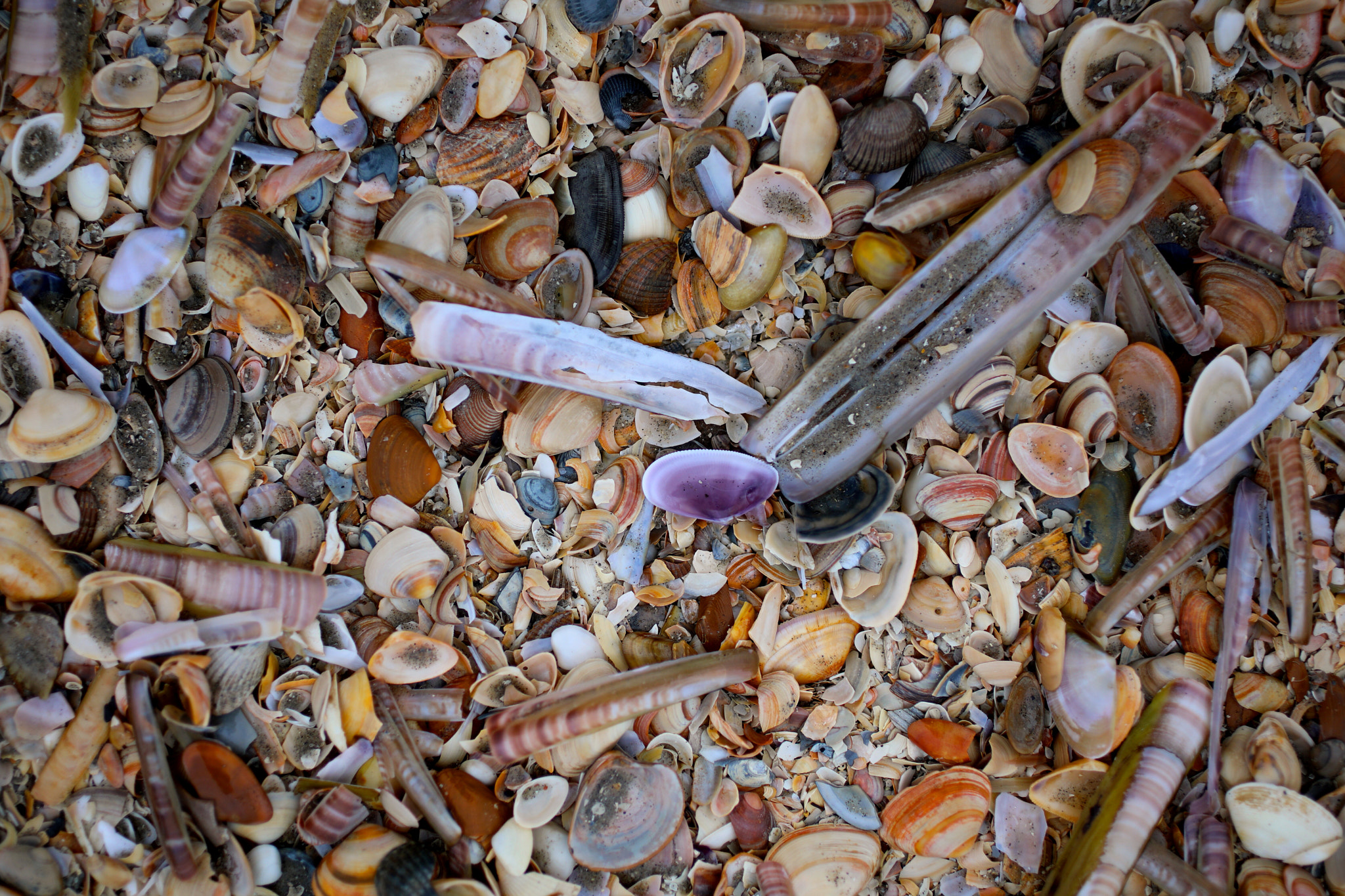 Canon EF 50mm F2.5 Macro sample photo. Seashells photography