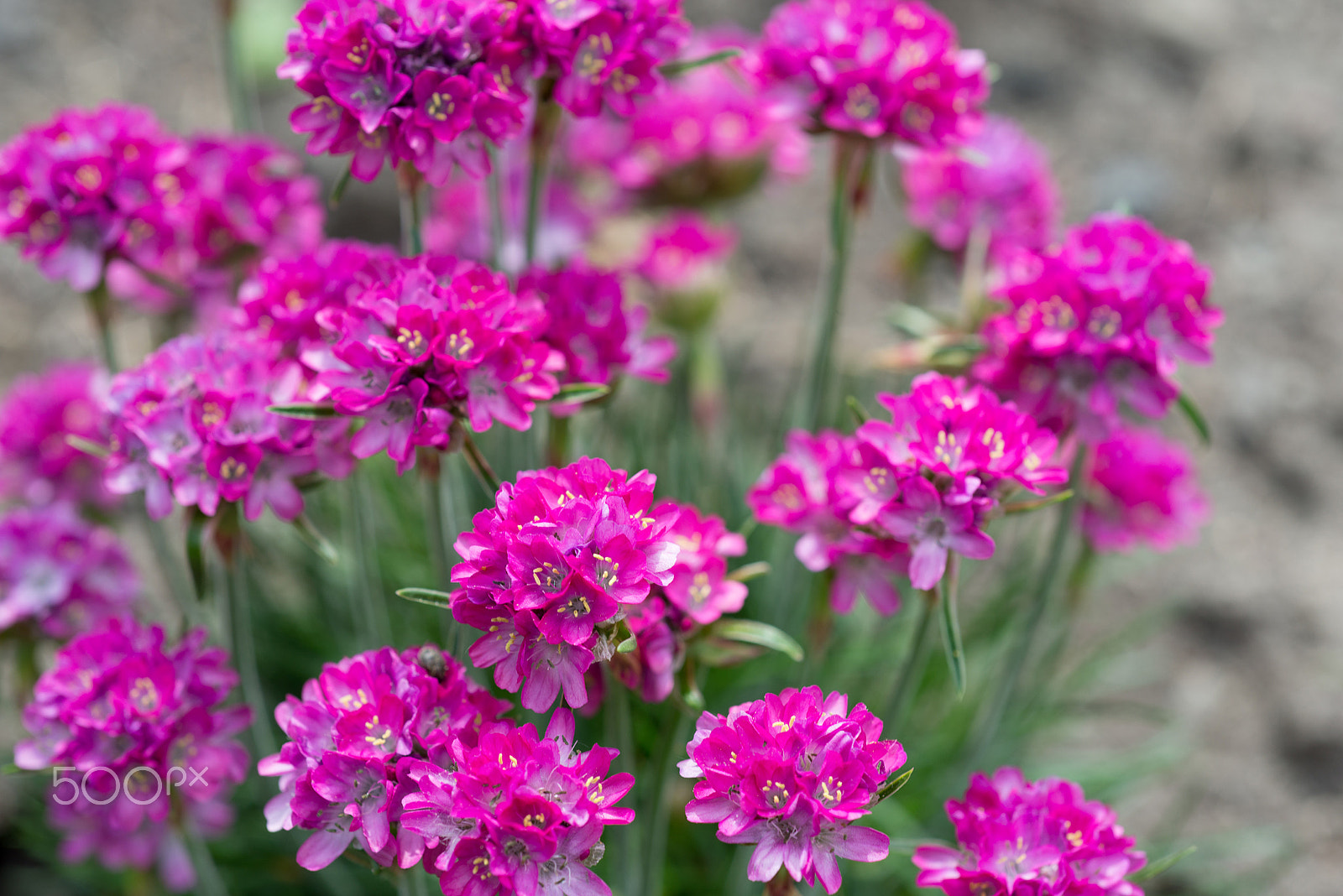 Nikon D800 + Nikon AF Micro-Nikkor 60mm F2.8D sample photo. Flowers armeria photography