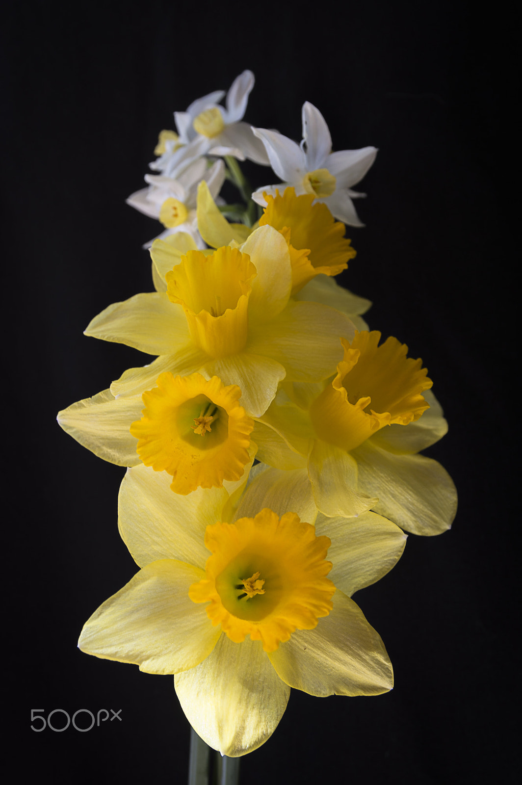 Nikon D3200 + Sigma 17-70mm F2.8-4 DC Macro OS HSM | C sample photo. The narcissus photography