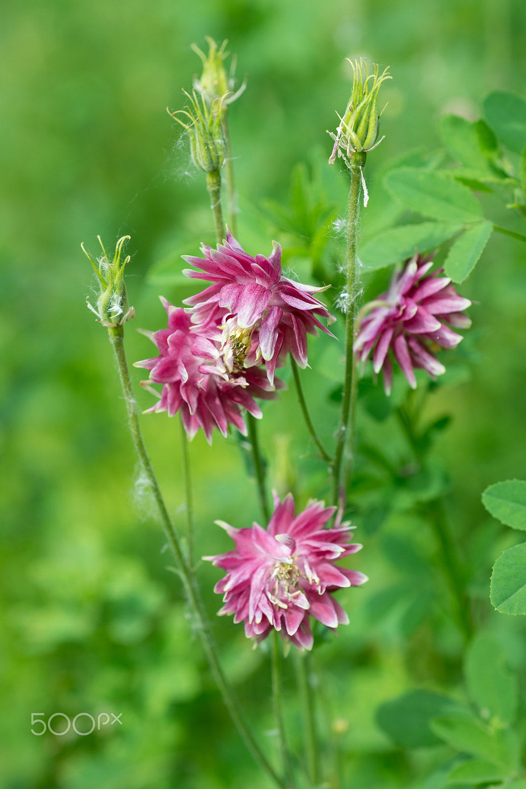 Nikon AF Micro-Nikkor 60mm F2.8D sample photo. Aquilegia flowers photography