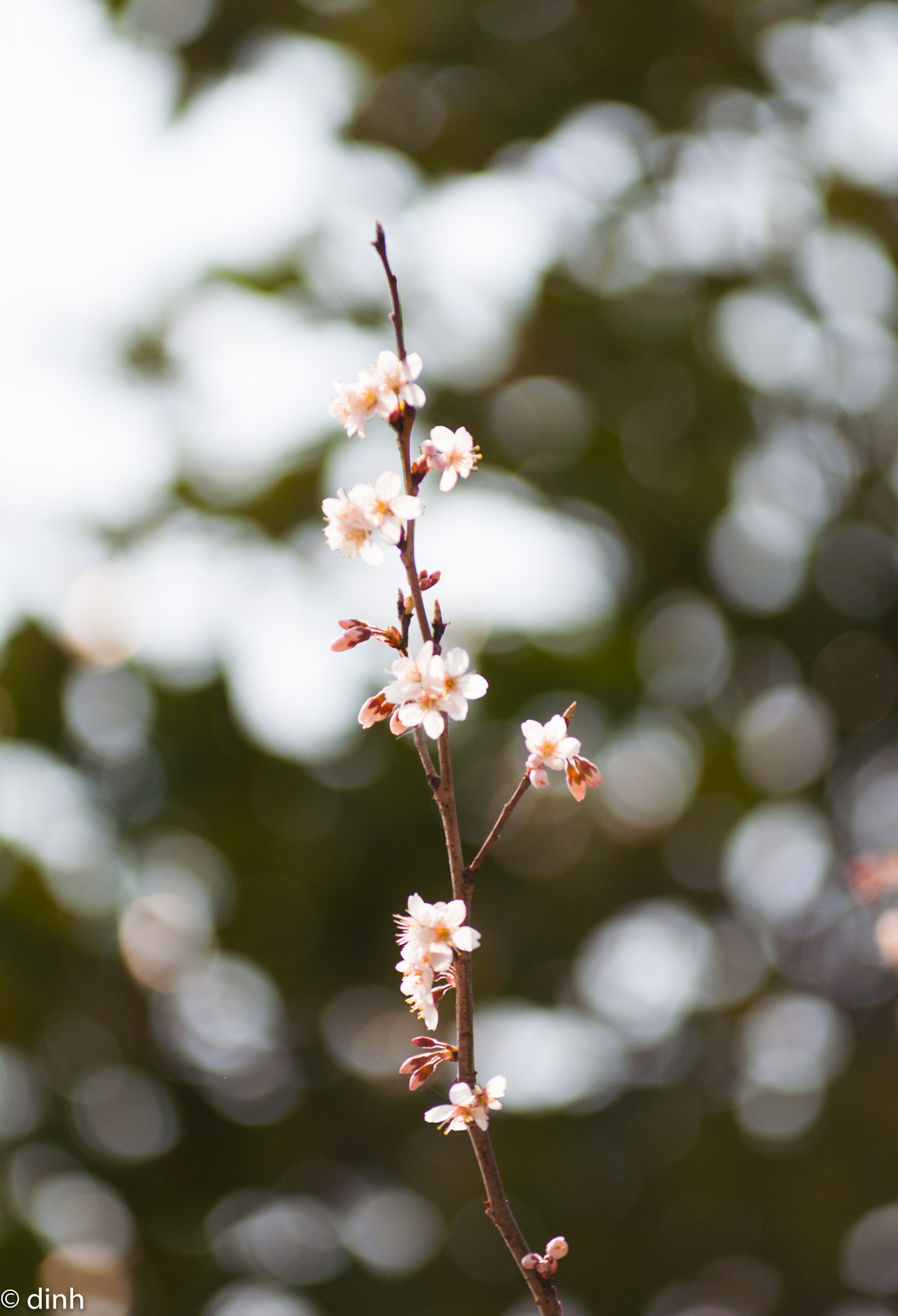 Nikon AF-Nikkor 80-200mm F2.8D ED sample photo. 白梅 photography