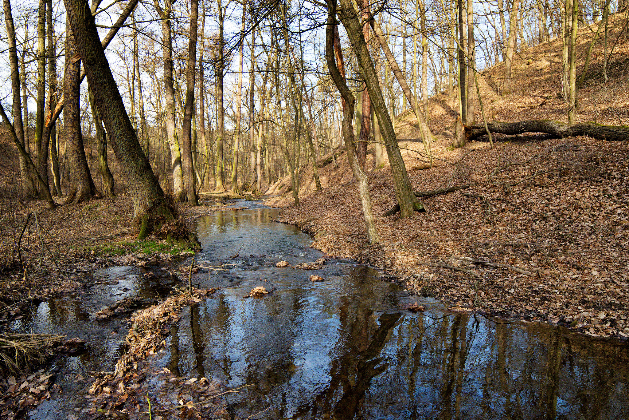 Samyang 14mm F2.8 ED AS IF UMC sample photo. At the brink of spring photography