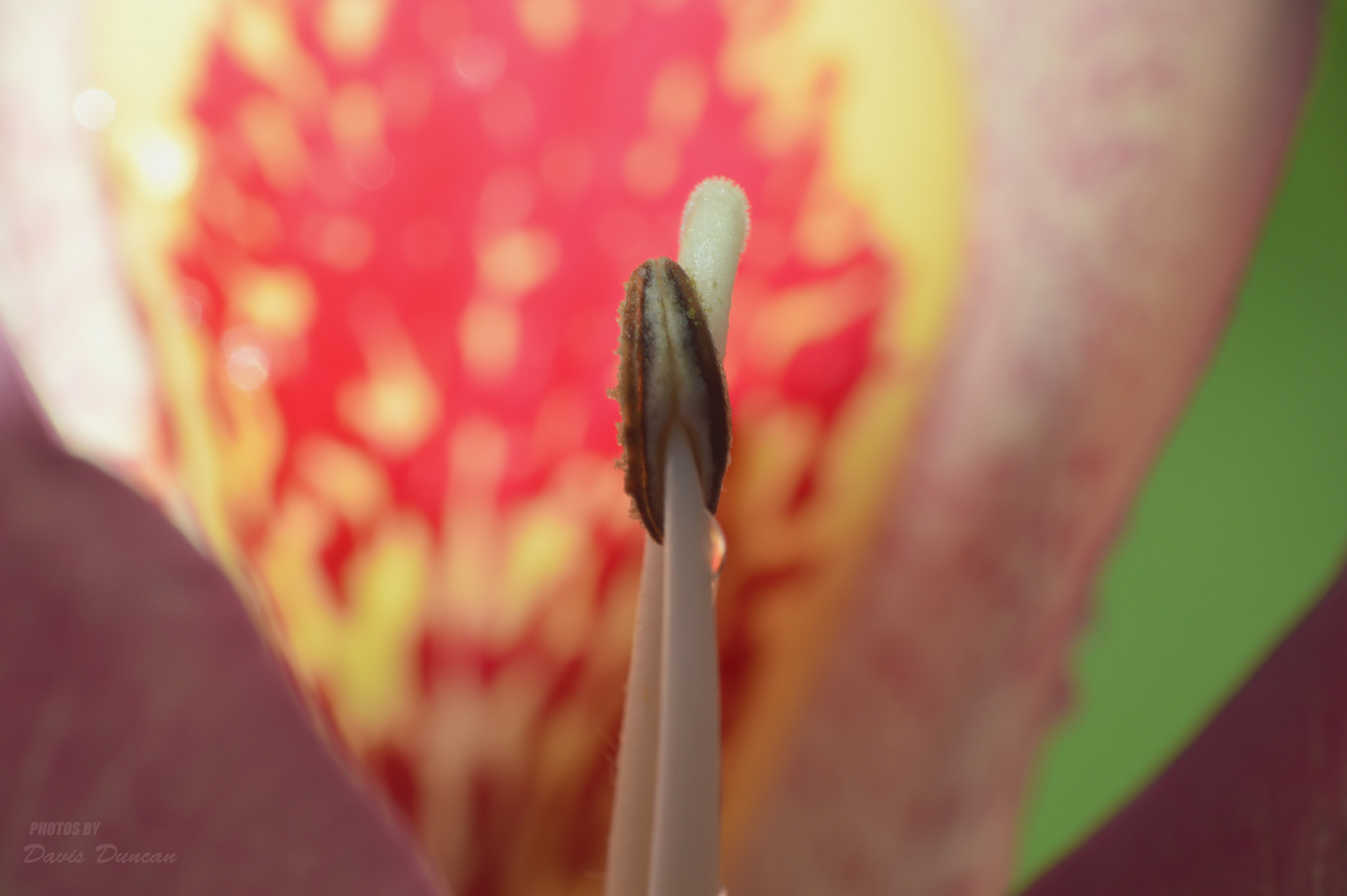 Nikon D3200 sample photo. Colorful flower unveiled photography