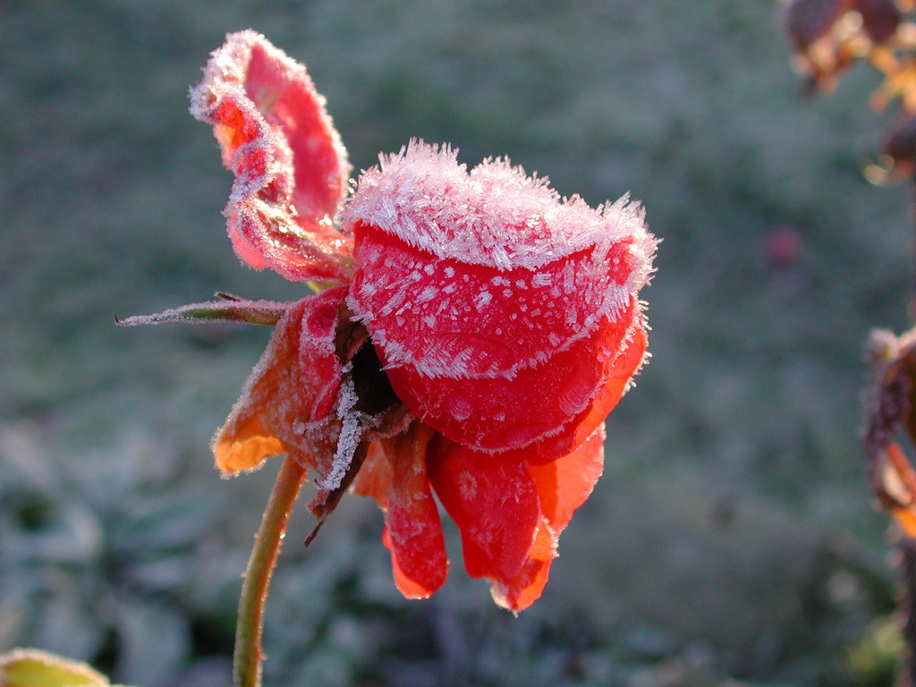 Nikon E990 sample photo. Rose im frost photography