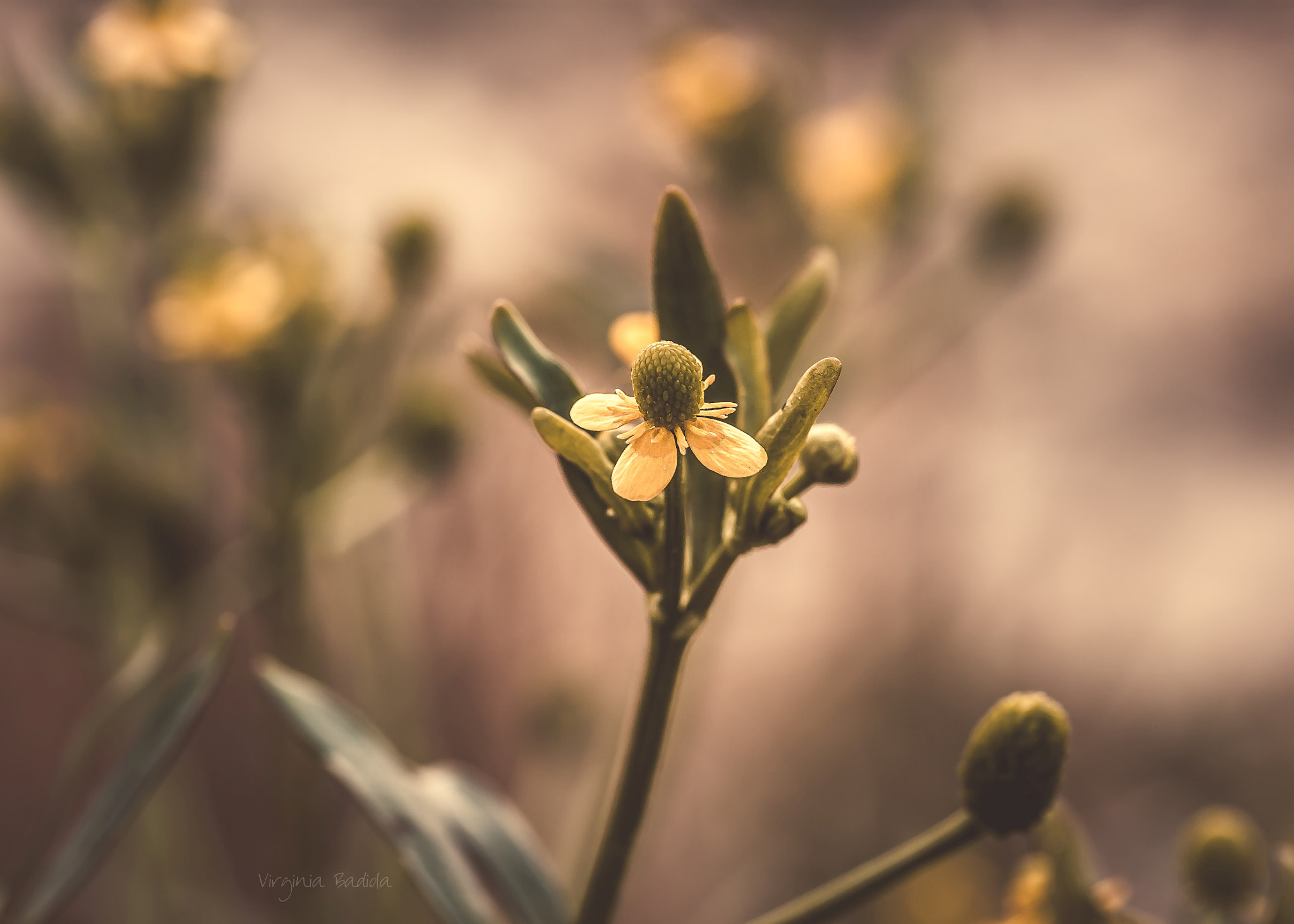 Canon EF-S 60mm F2.8 Macro USM sample photo. *** photography