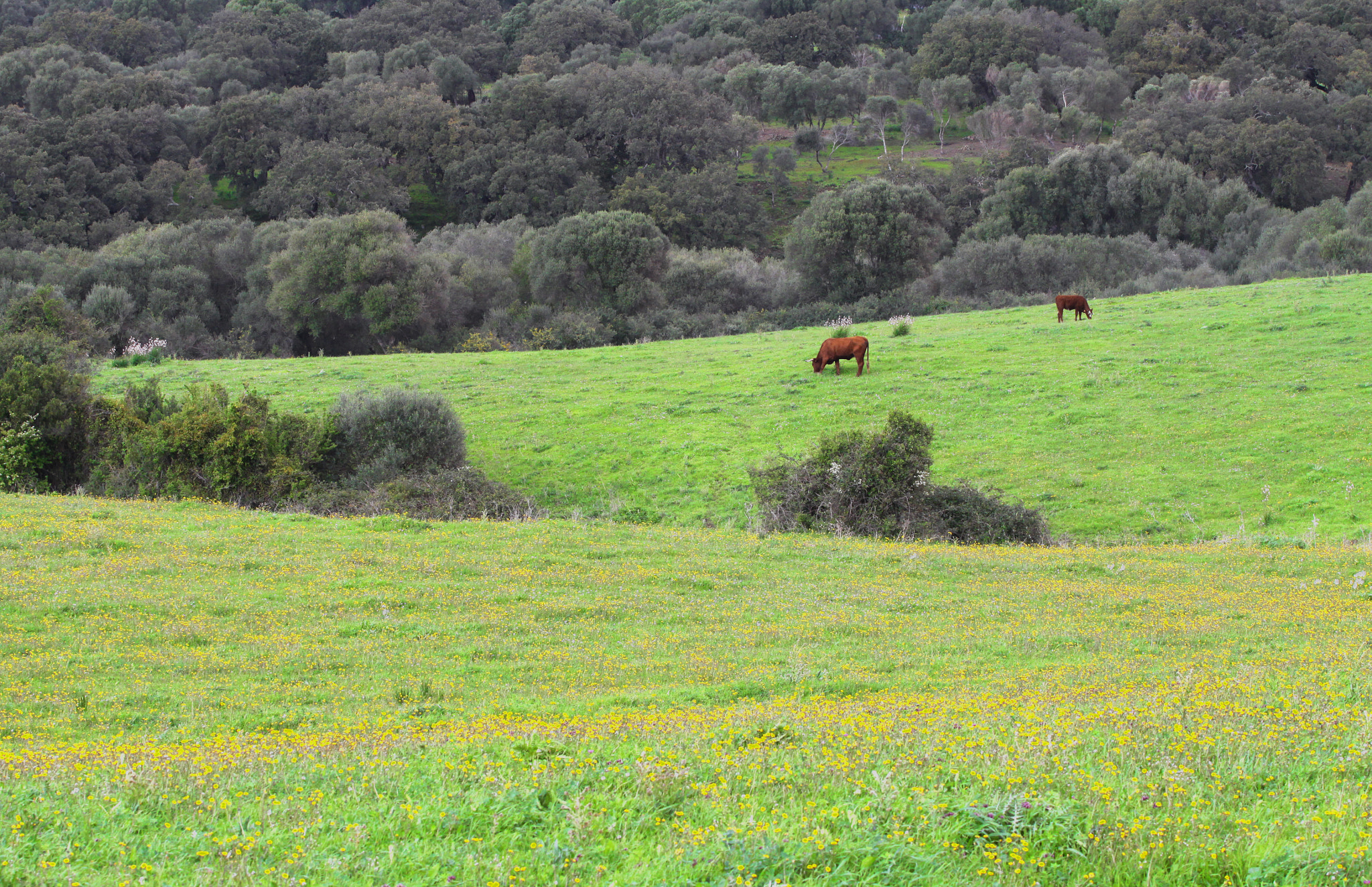 Canon EOS 50D + Canon EF 70-200mm F4L USM sample photo. Los barrios cows photography