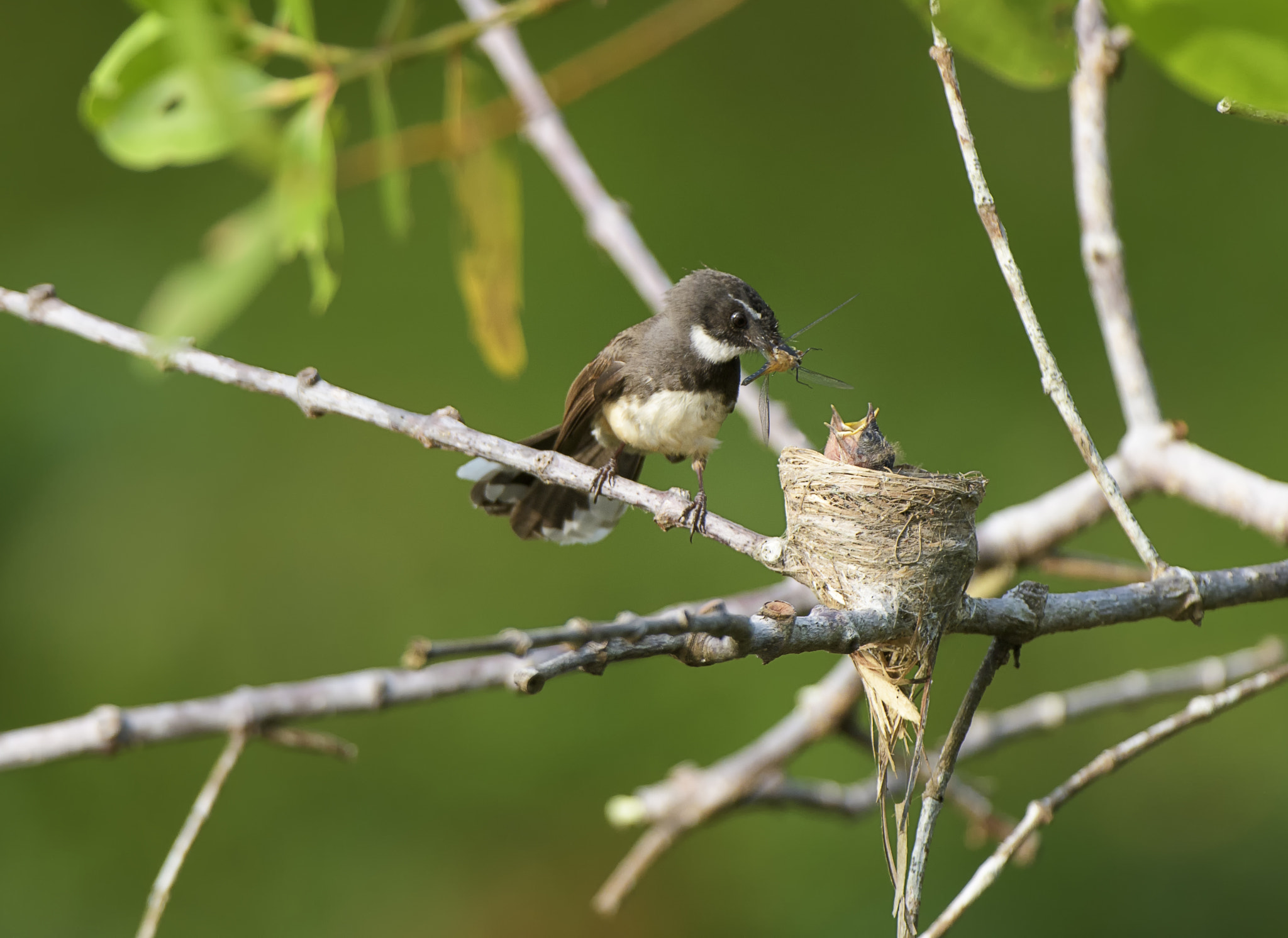 Nikon D500 + Nikon AF-S Nikkor 200-400mm F4G ED-IF VR sample photo. Whom to feed now photography