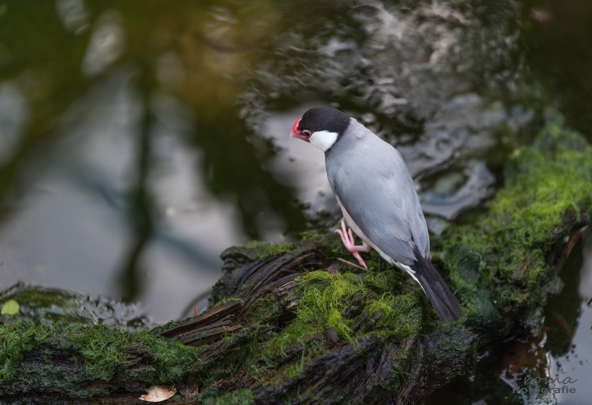 Nikon AF-S Nikkor 24-70mm F2.8E ED VR sample photo. Birdy photography