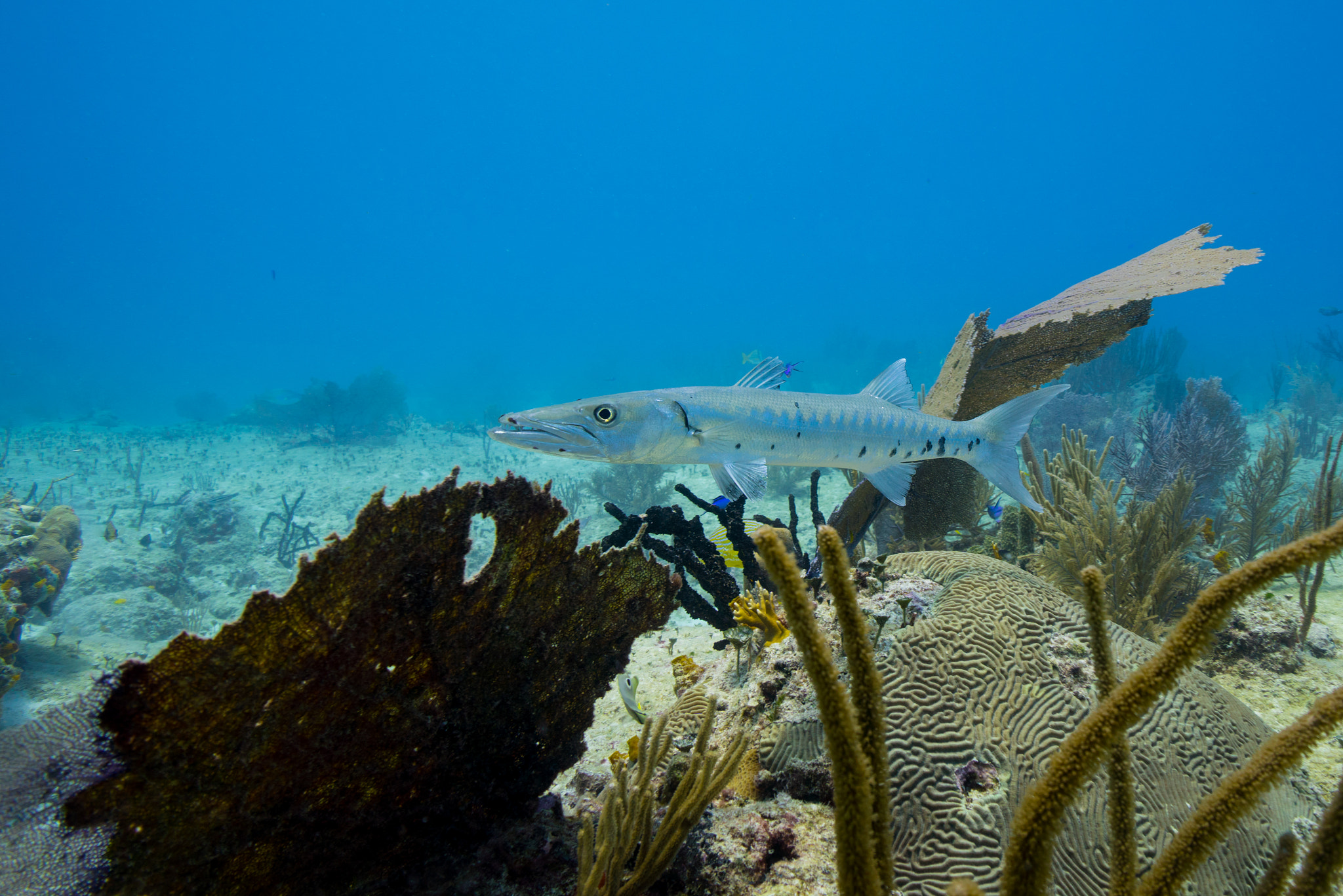 Sony a6300 + Sony E 10-18mm F4 OSS sample photo. Barracuda photography