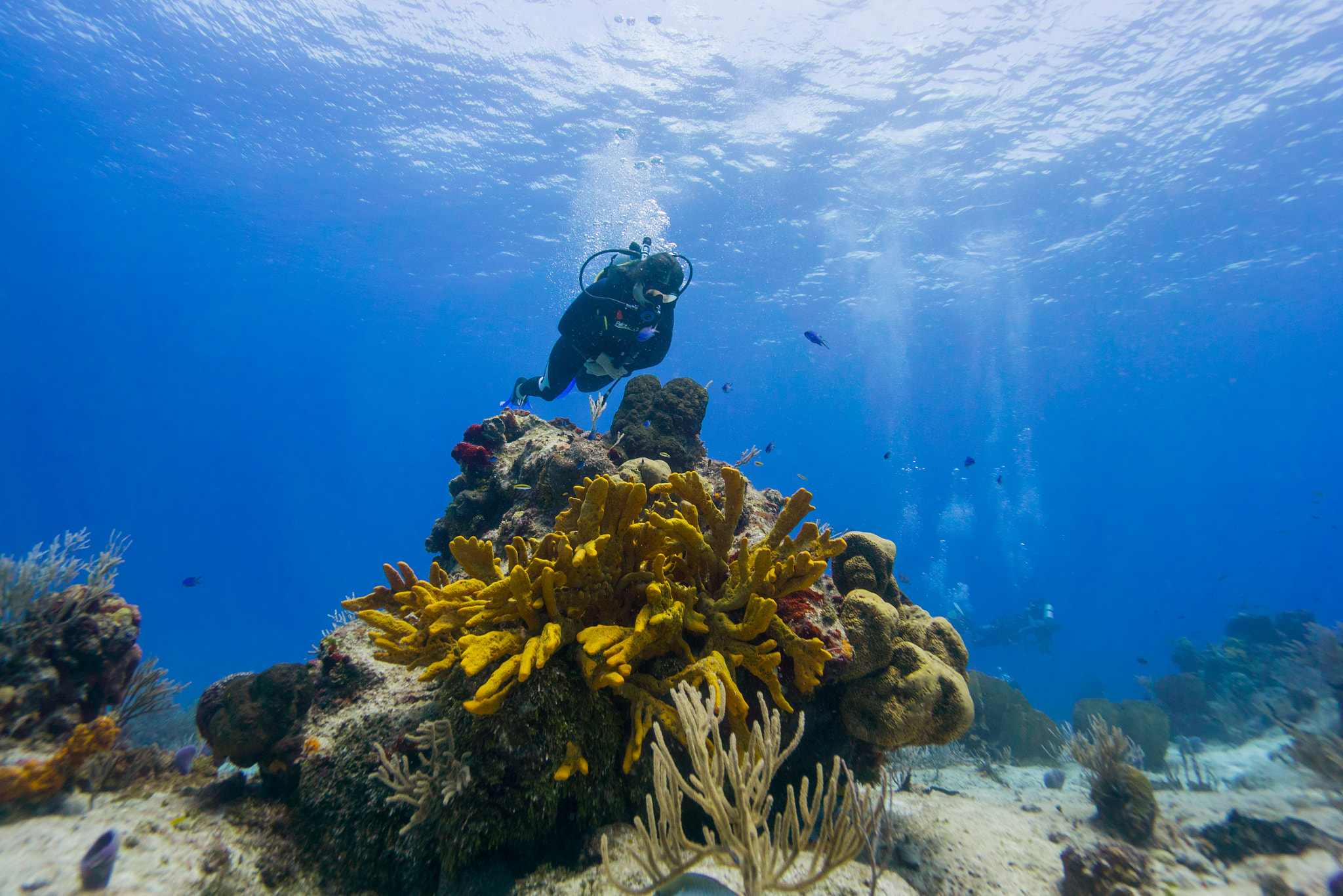 Sony E 10-18mm F4 OSS sample photo. Reef photography