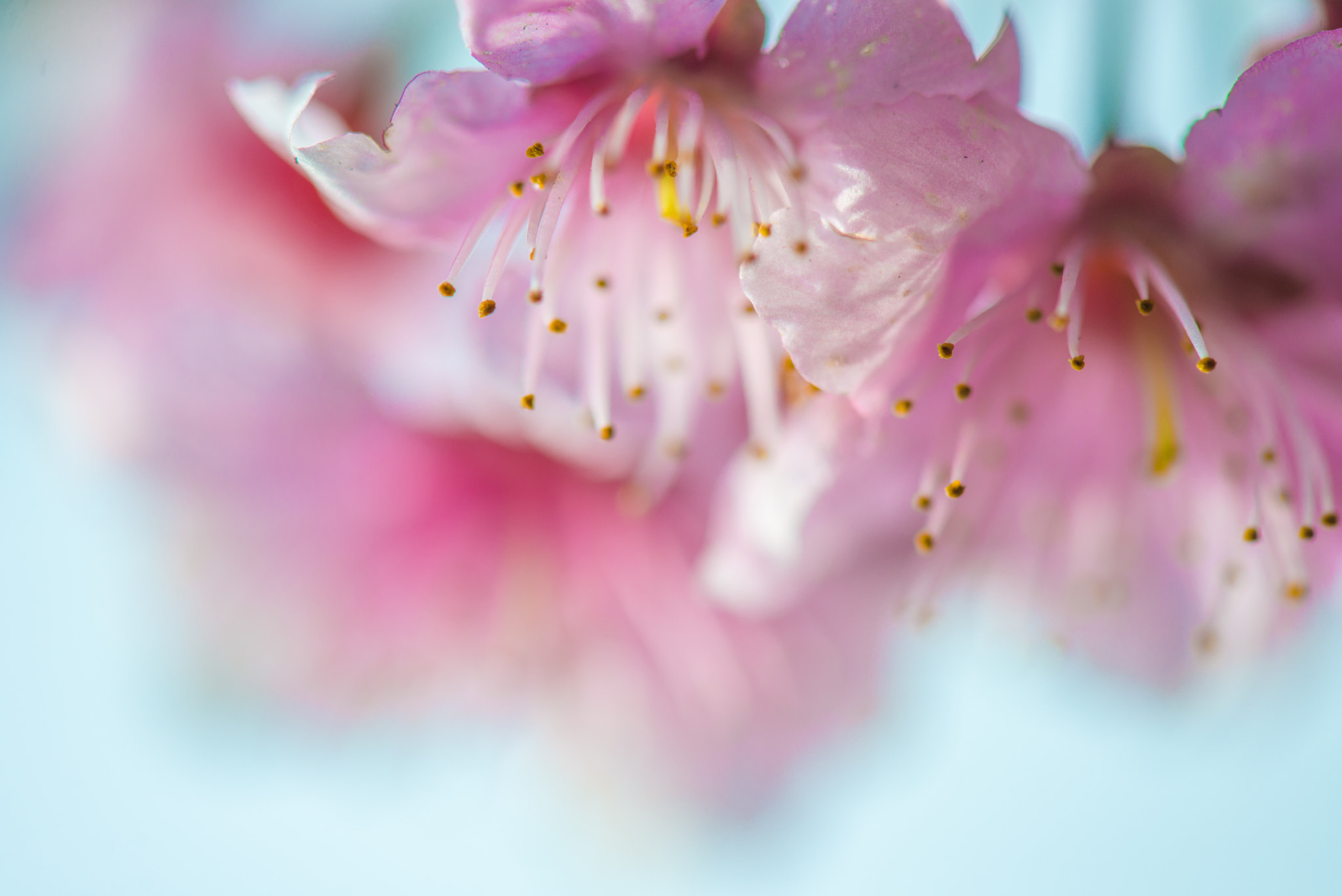 Nikon AF-S Micro-Nikkor 105mm F2.8G IF-ED VR sample photo. Dsc photography