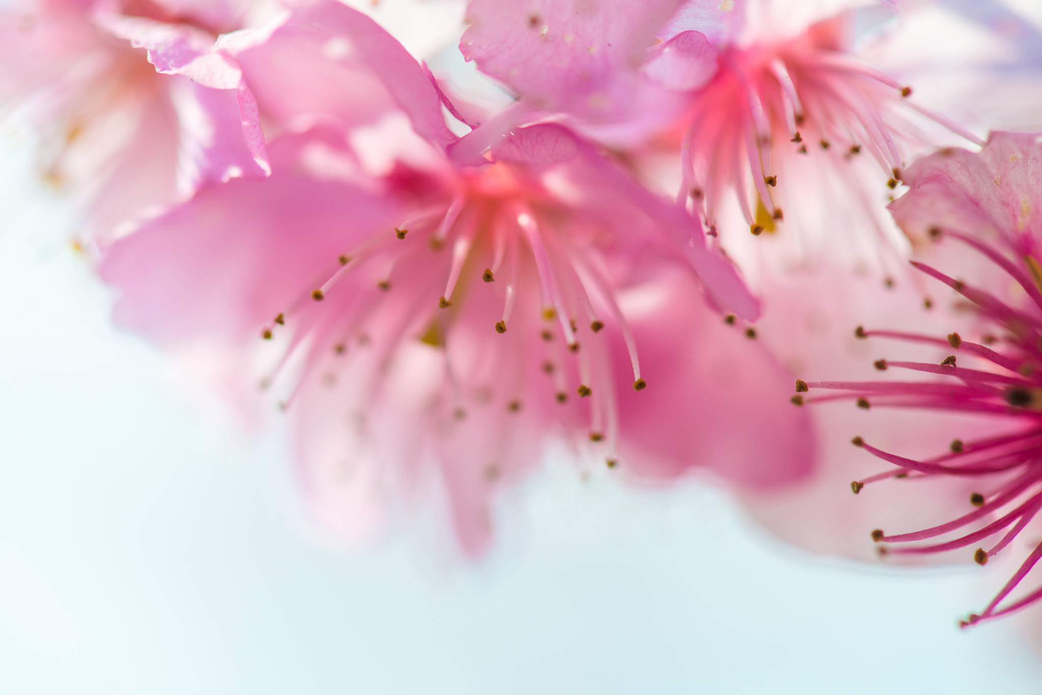 Nikon AF-S Micro-Nikkor 105mm F2.8G IF-ED VR sample photo. Dsc photography