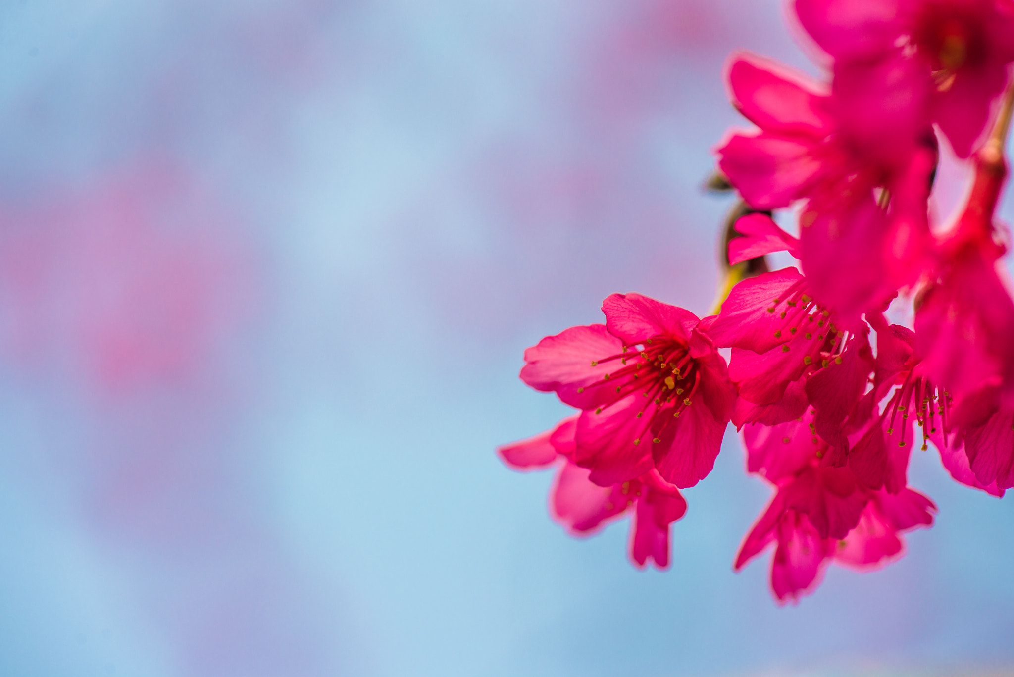 Nikon AF-S Micro-Nikkor 105mm F2.8G IF-ED VR sample photo. Dsc photography