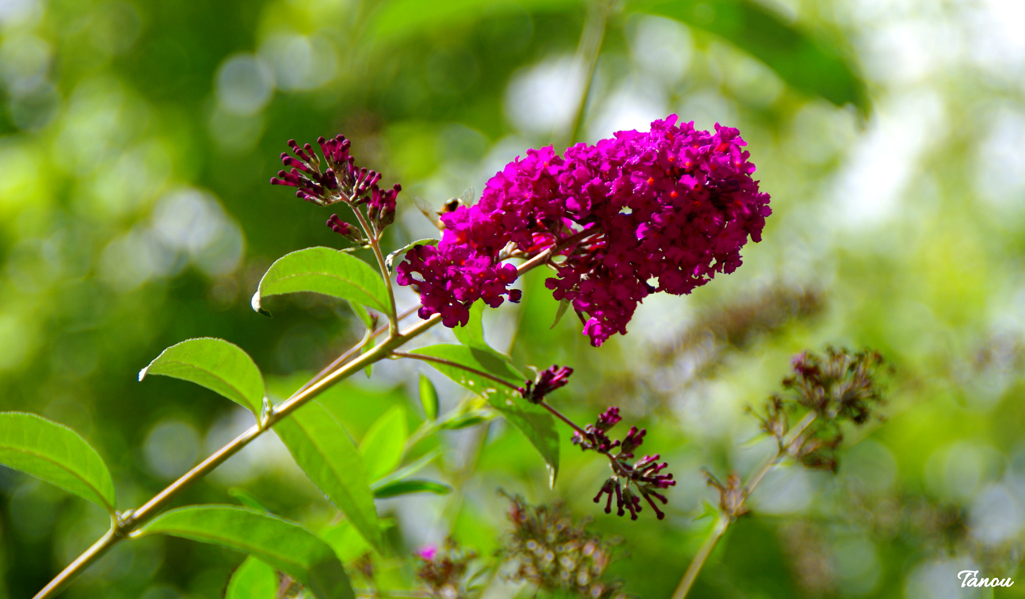 Tamron AF 18-200mm F3.5-6.3 XR Di II LD Aspherical (IF) Macro sample photo. De couleur lilas photography