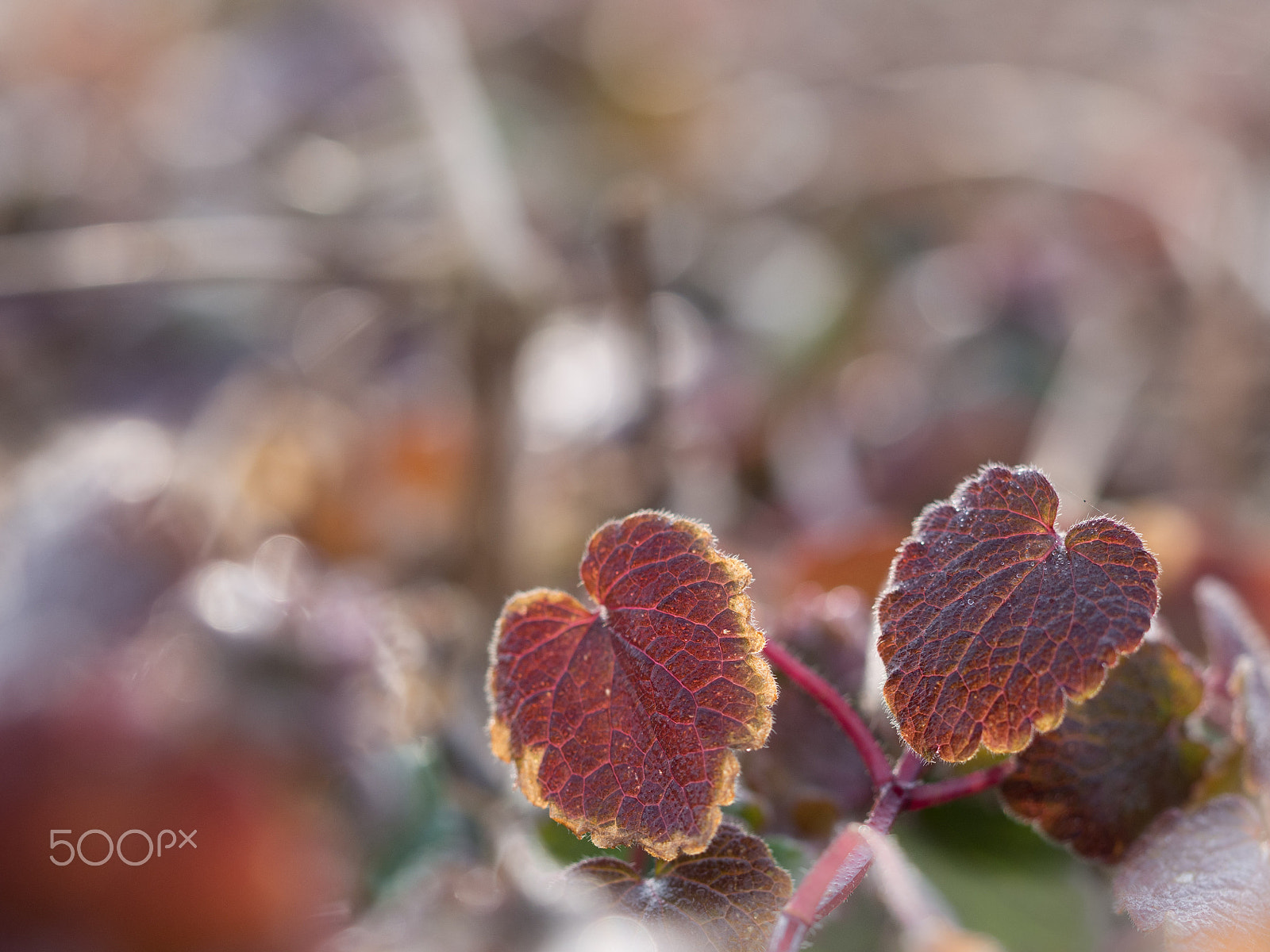 Olympus PEN E-PL5 sample photo. Double heart photography