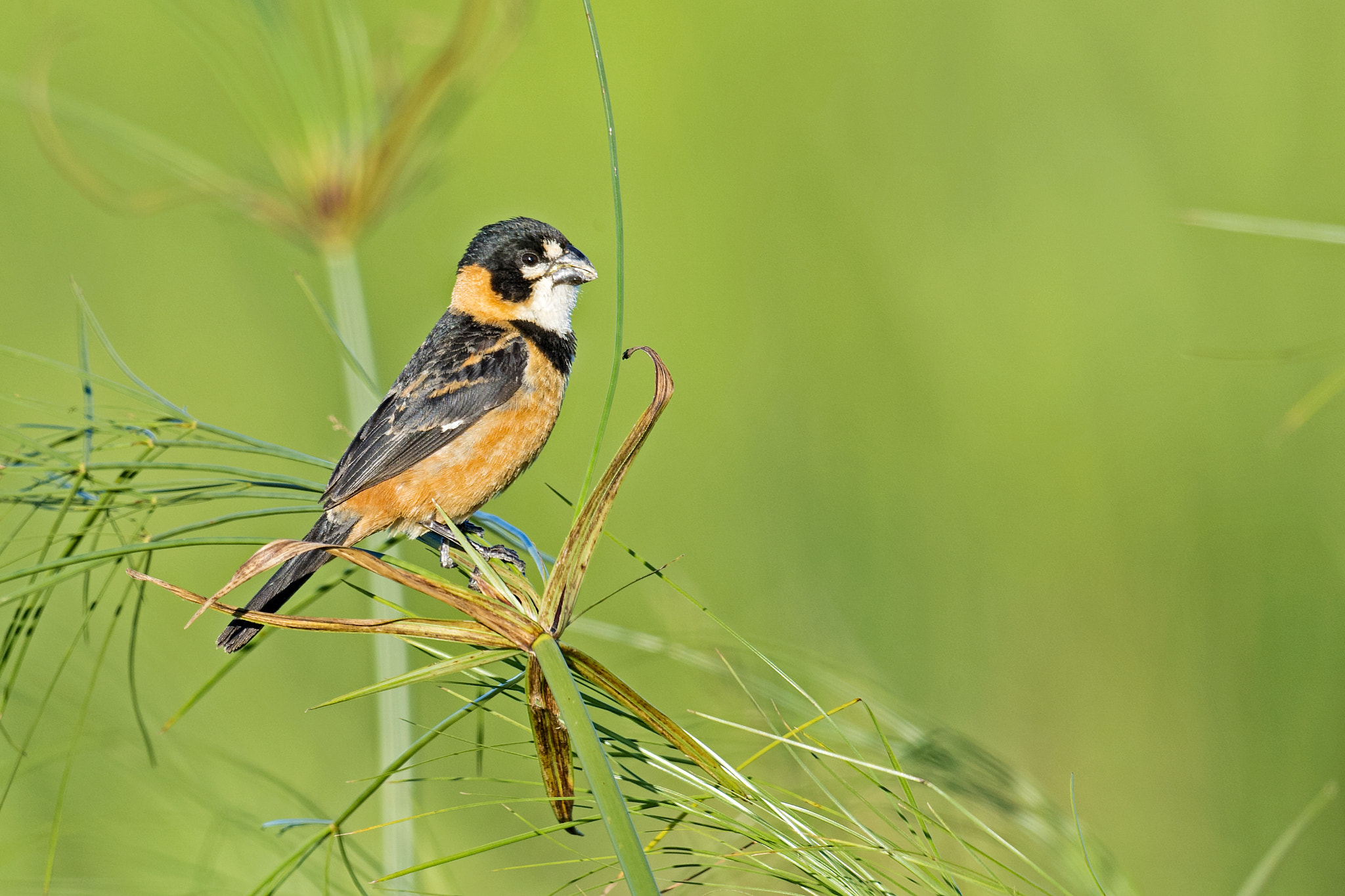 Nikon AF-S Nikkor 800mm F5.6E FL ED VR sample photo. Rusty-collared seedeater photography