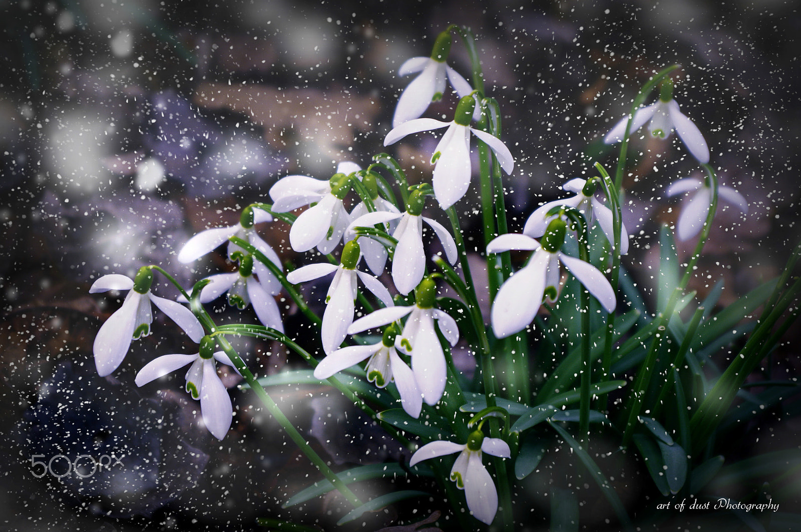 Pentax K-3 sample photo. Signs of spring photography