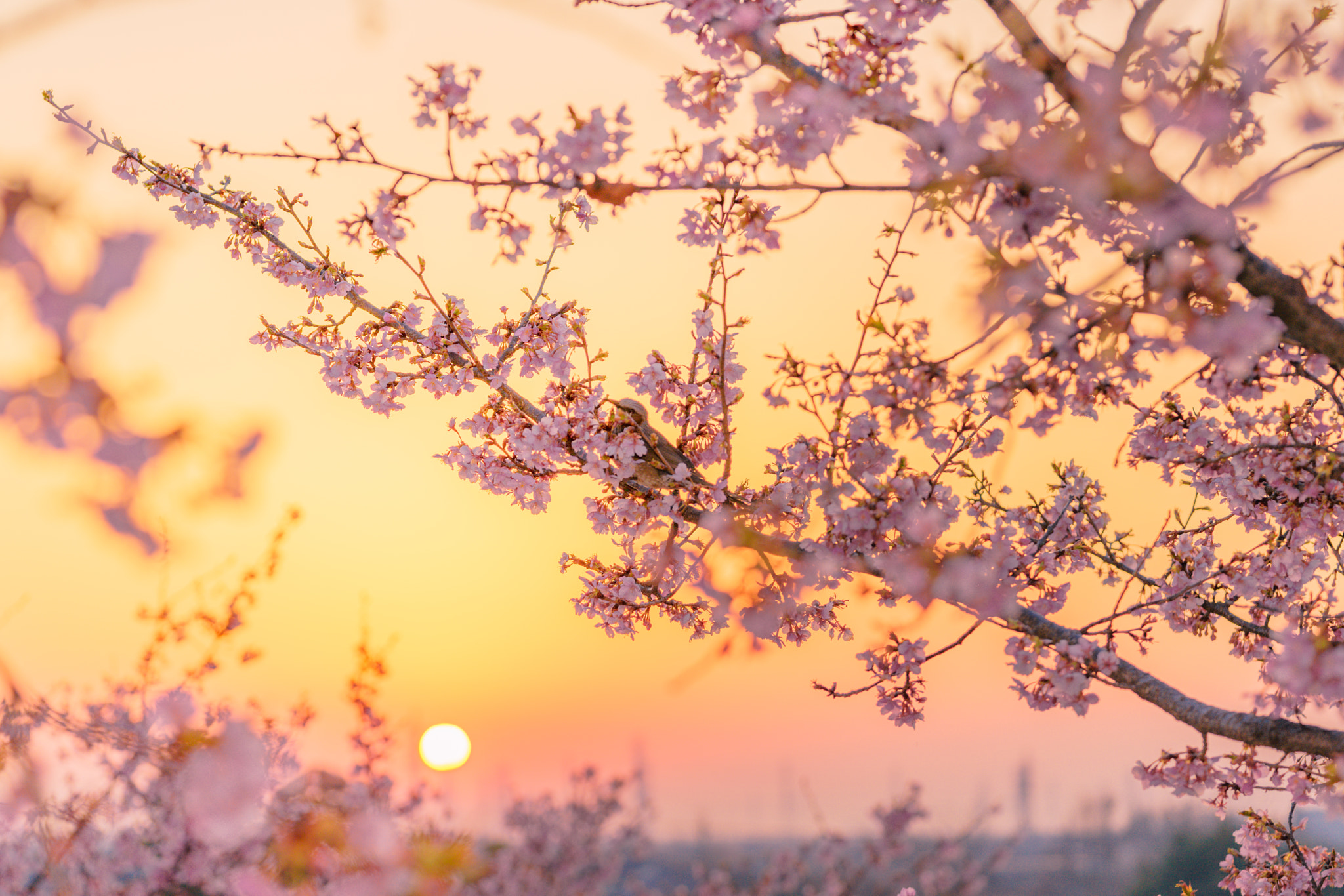 Sony a7 II + Sony FE 90mm F2.8 Macro G OSS sample photo. Kawazu cherry tree exposure to the morning sun photography