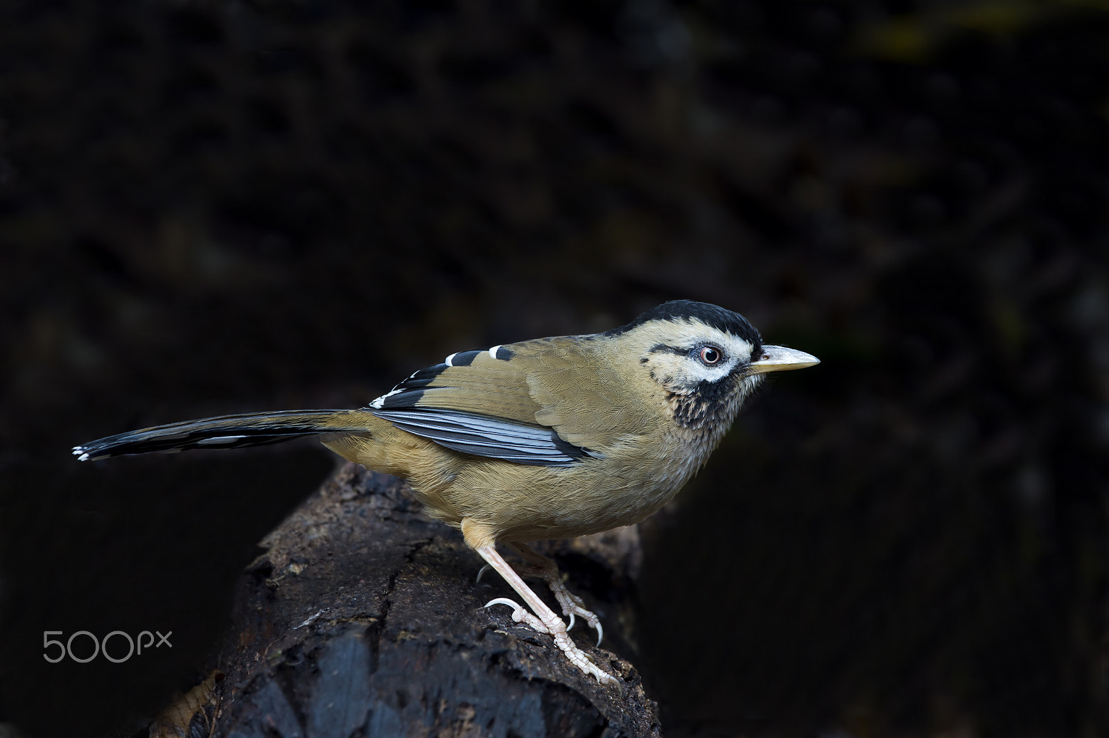 Nikon AF-S Nikkor 600mm F4E FL ED VR sample photo. Moustached laughingthrush photography