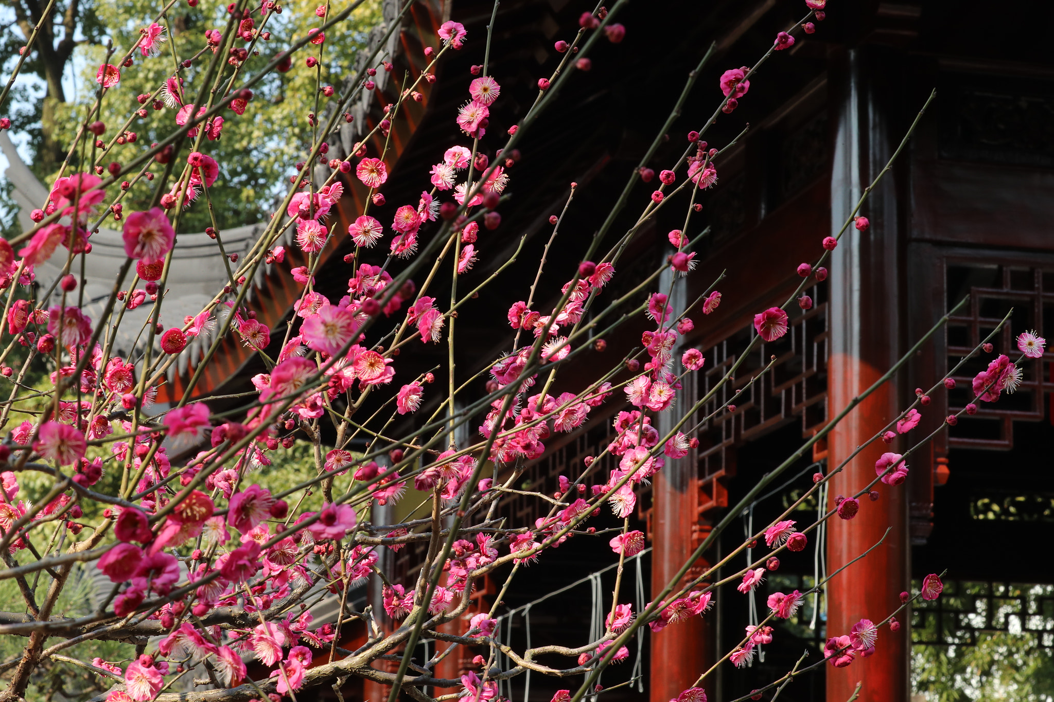 Canon EOS-1D X Mark II sample photo