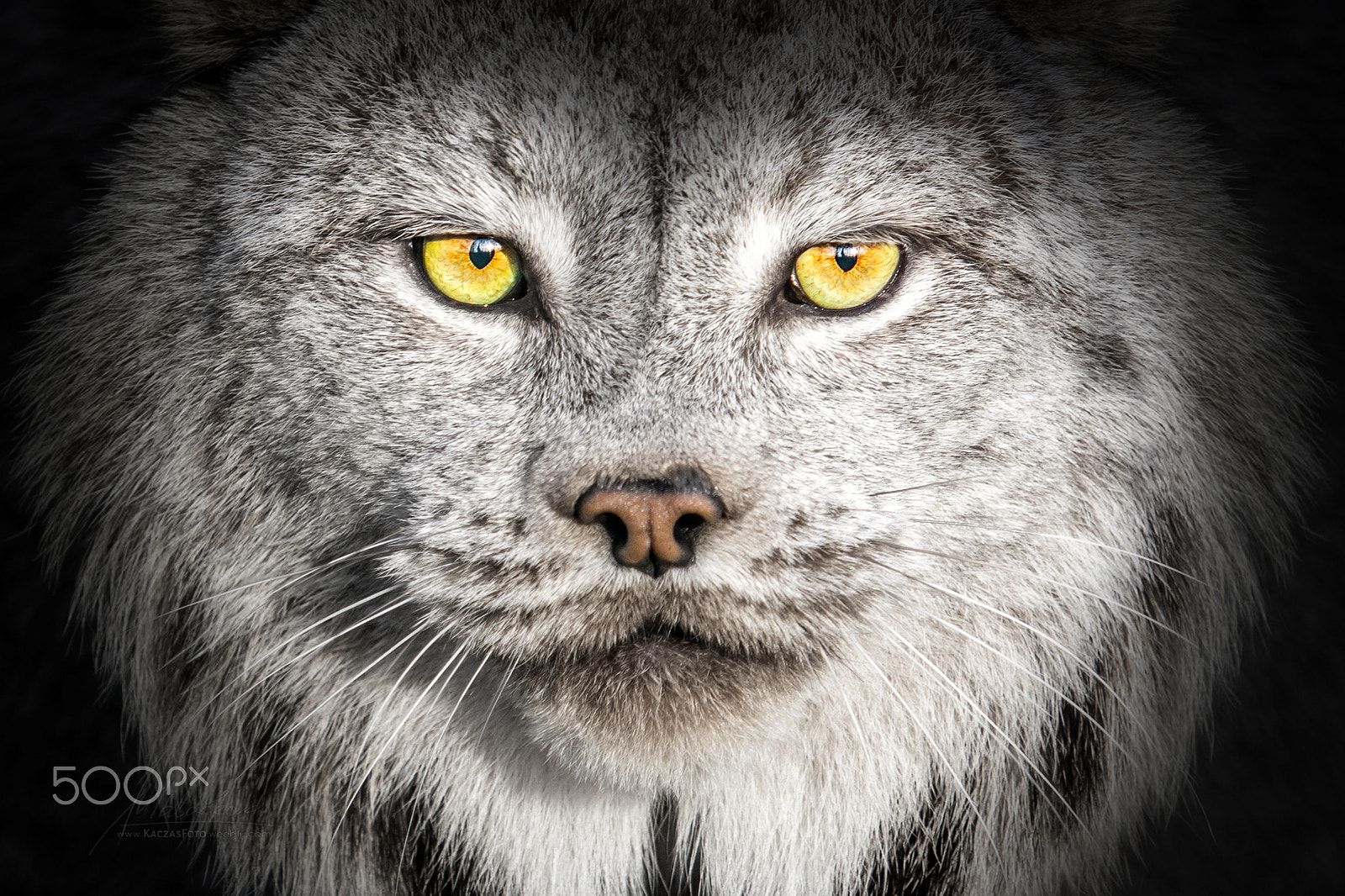 Canon EF 70-200mm F2.8L USM sample photo. Lynx eyes photography