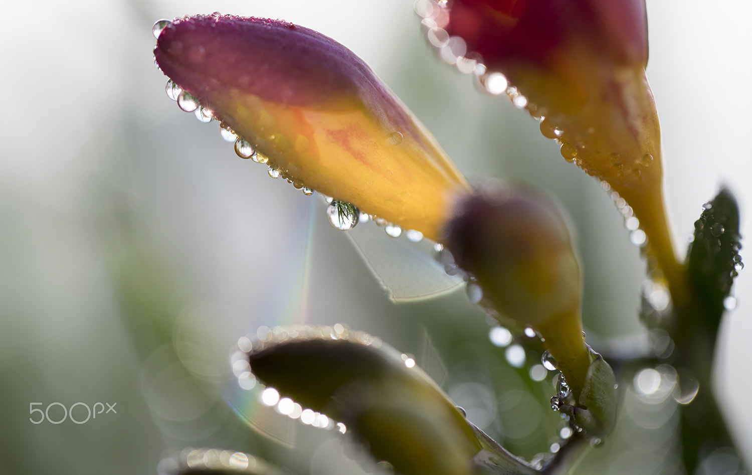 Canon EF 100mm F2.8L Macro IS USM sample photo. Small rain photography