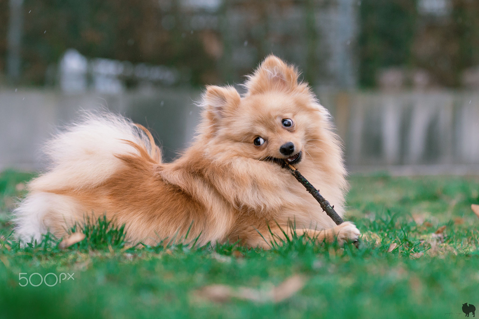 Canon EF 70-200mm F2.8L IS II USM sample photo. Milo the pom photography